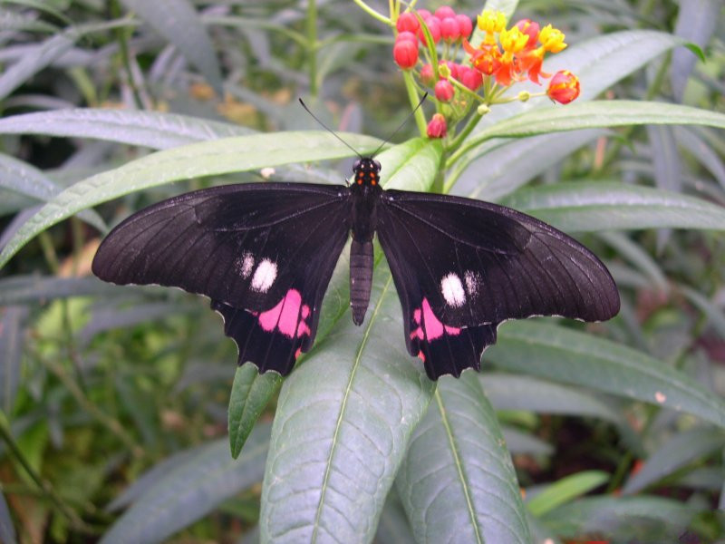 Afficher le média papilio_anchisiades2fca papilio_anchisiades2fca