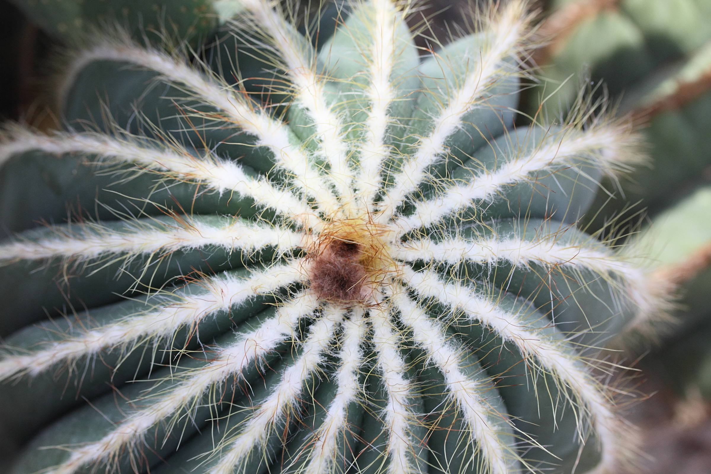 parodia_magnifica3md