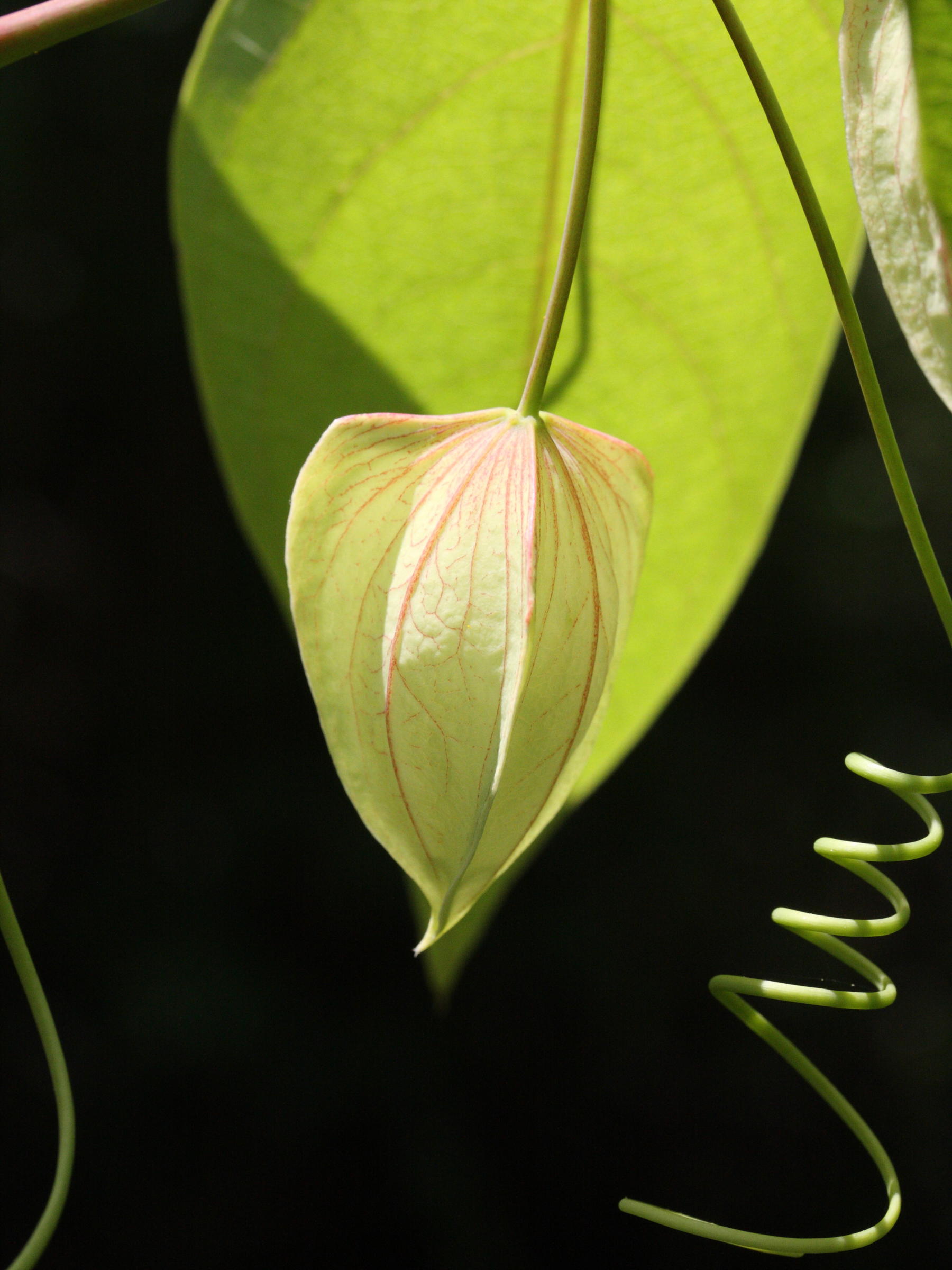 passiflora_maliformis4md