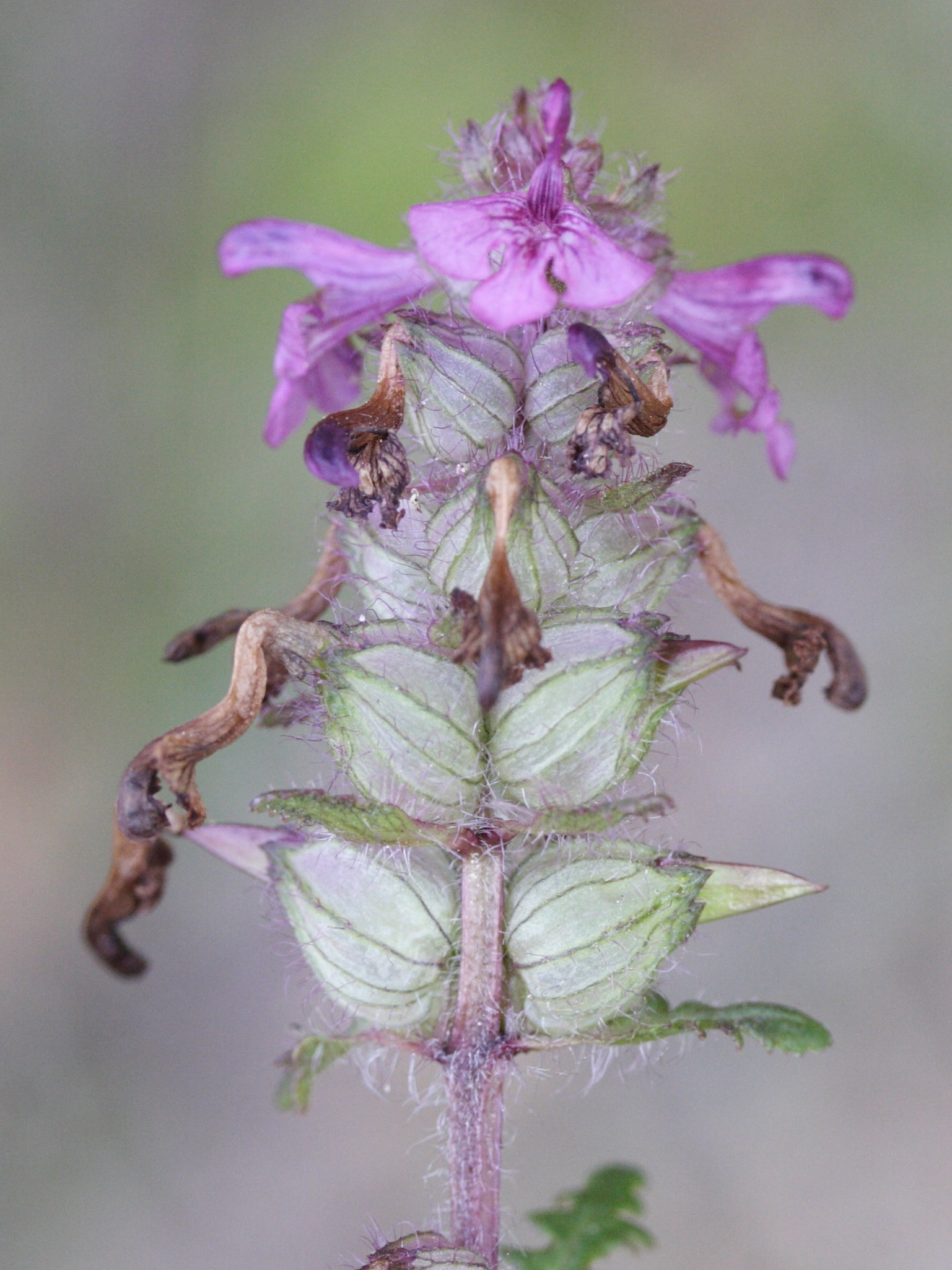 pedicularis_mixta2md