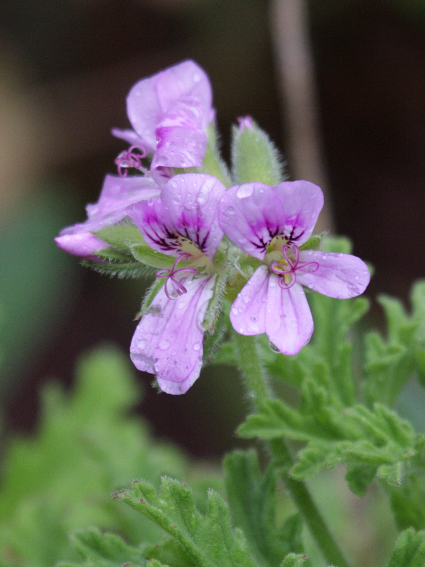 Afficher le média pelargonium_x_asperum2bd pelargonium_x_asperum2bd