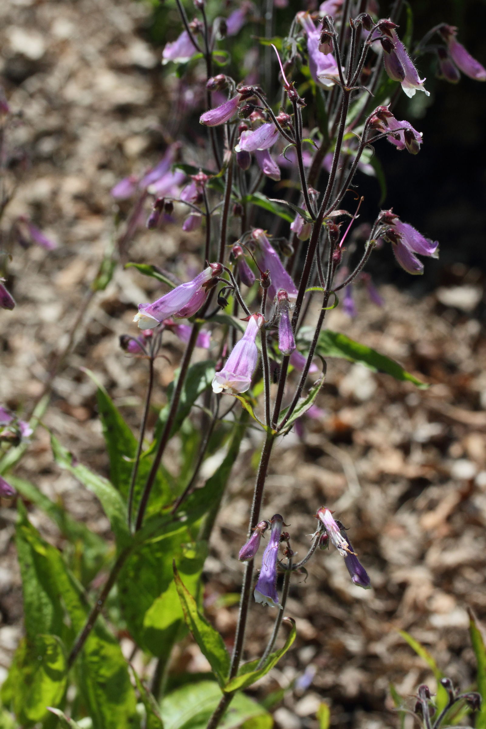 Afficher le média penstemon_hirsutus2md penstemon_hirsutus2md