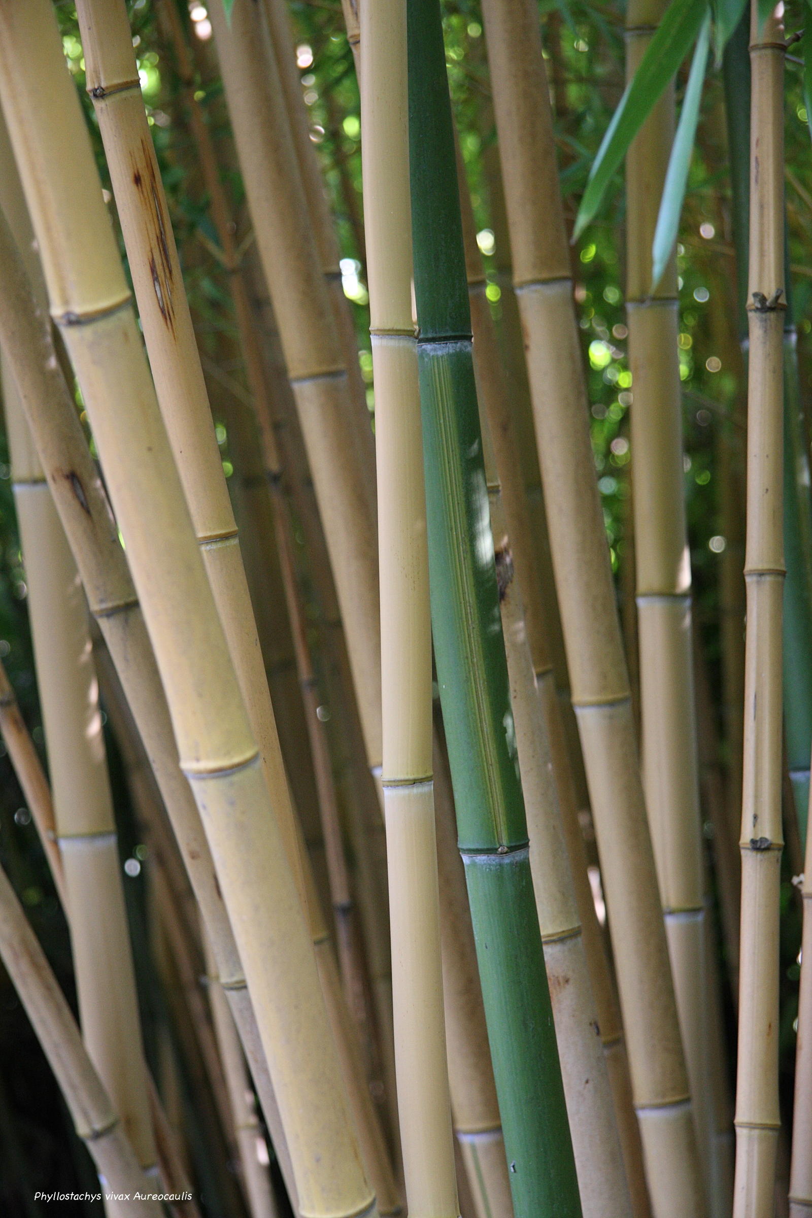 phyllostachys_vivax_aureocaulis1md