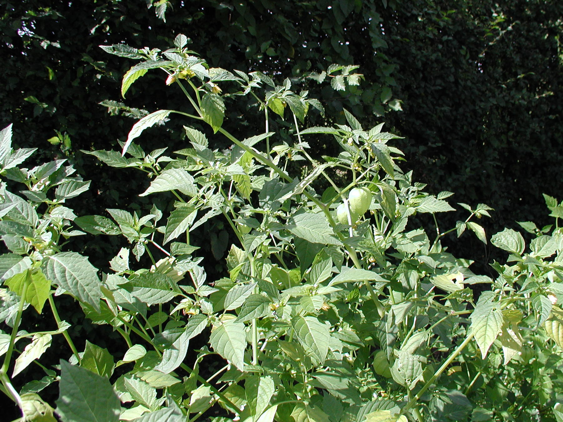 physalis_peruviana4md