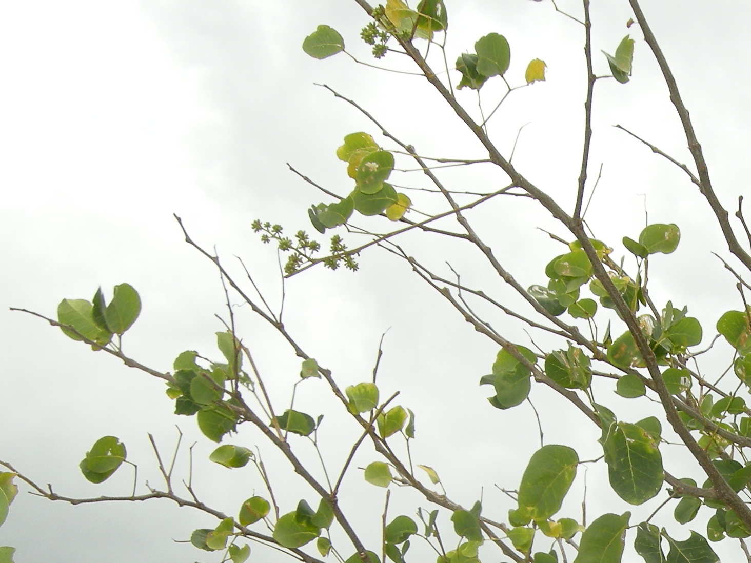 pisonia_subcordata2cmd