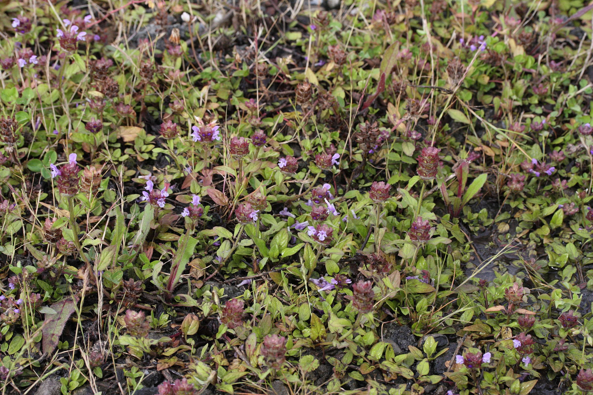 prunella_vulgaris2md