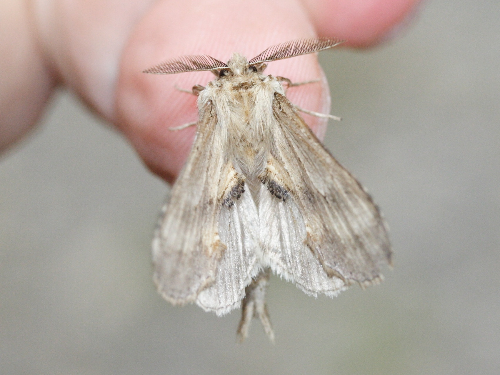 pterostoma_palpina4md