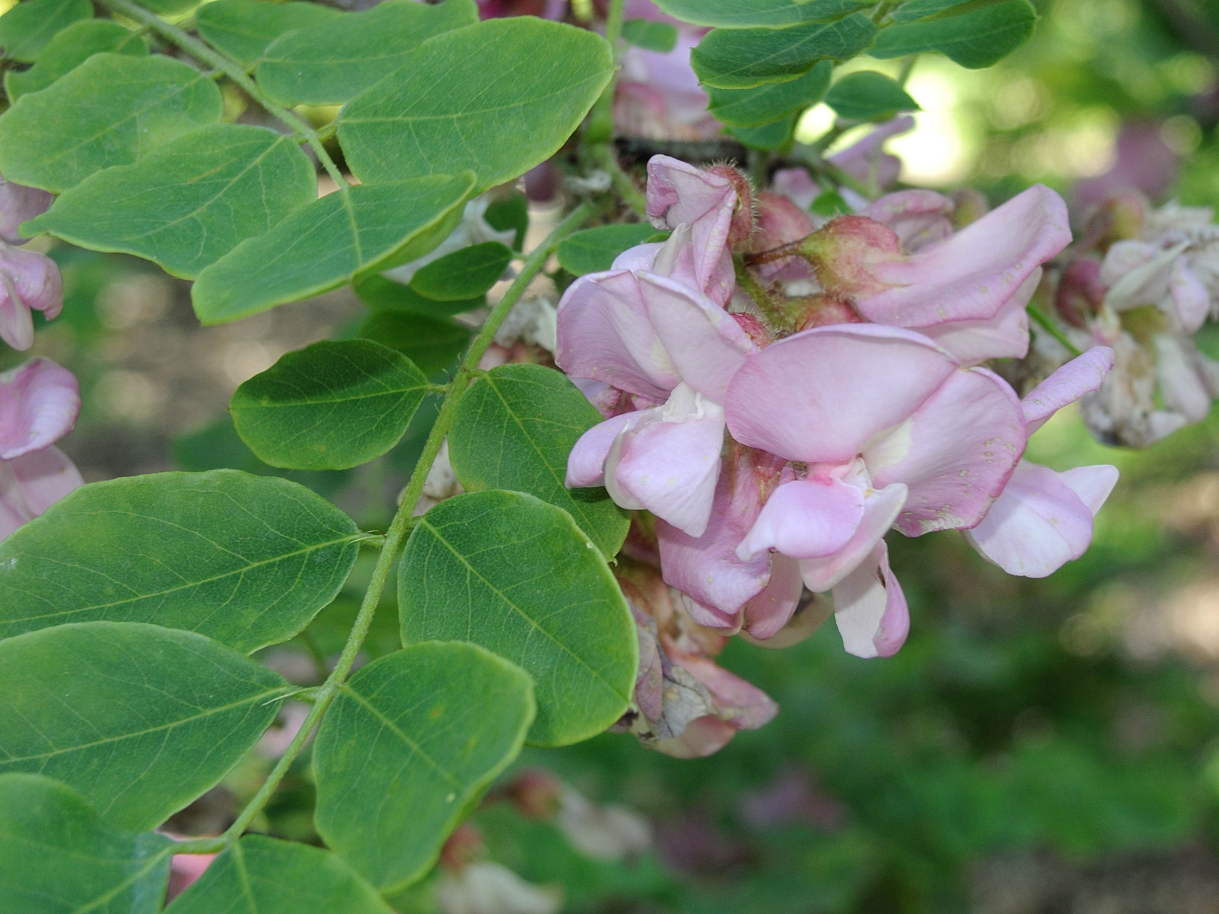 robinia_hispida2md