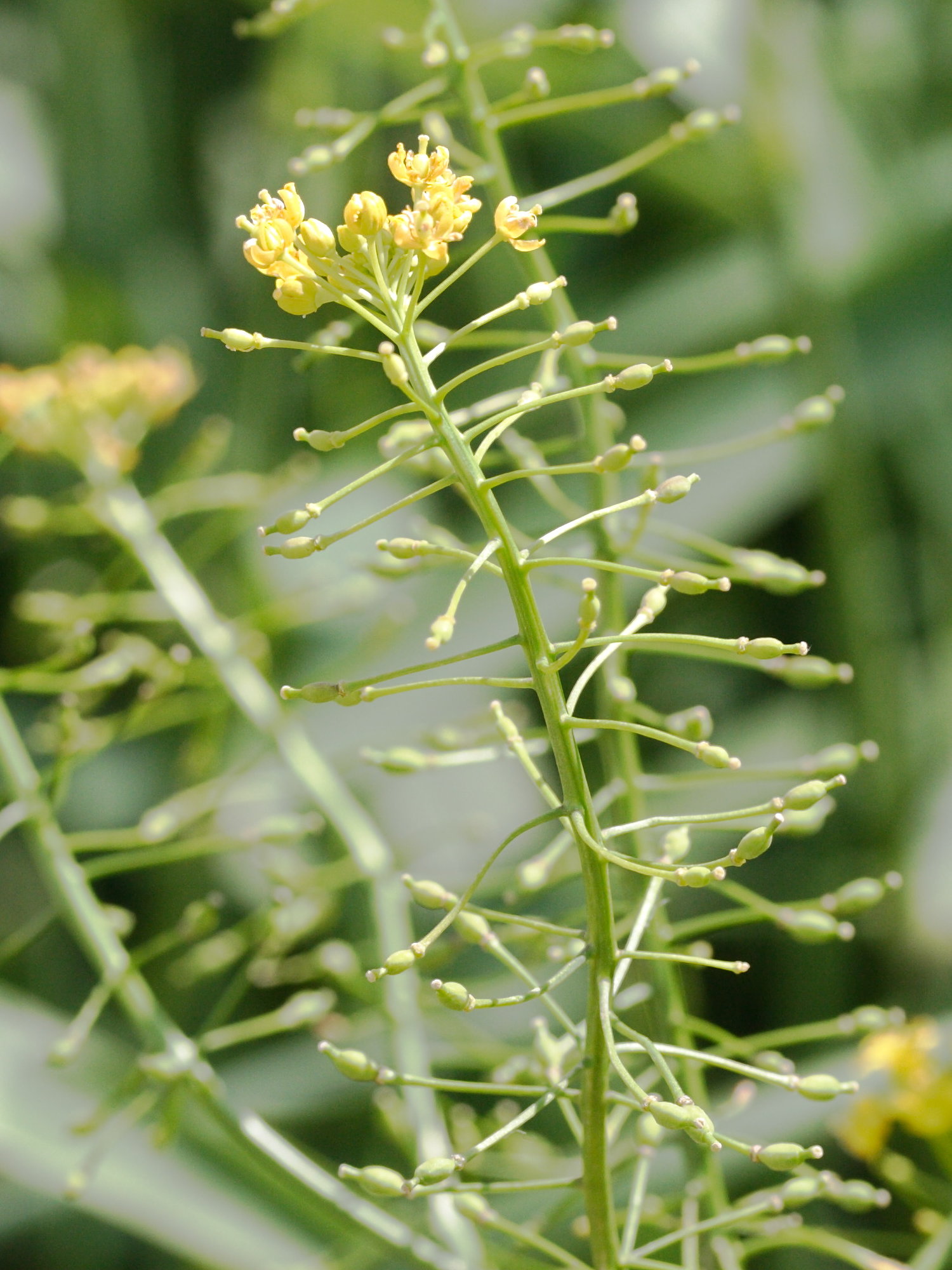 rorippa_austriaca4md