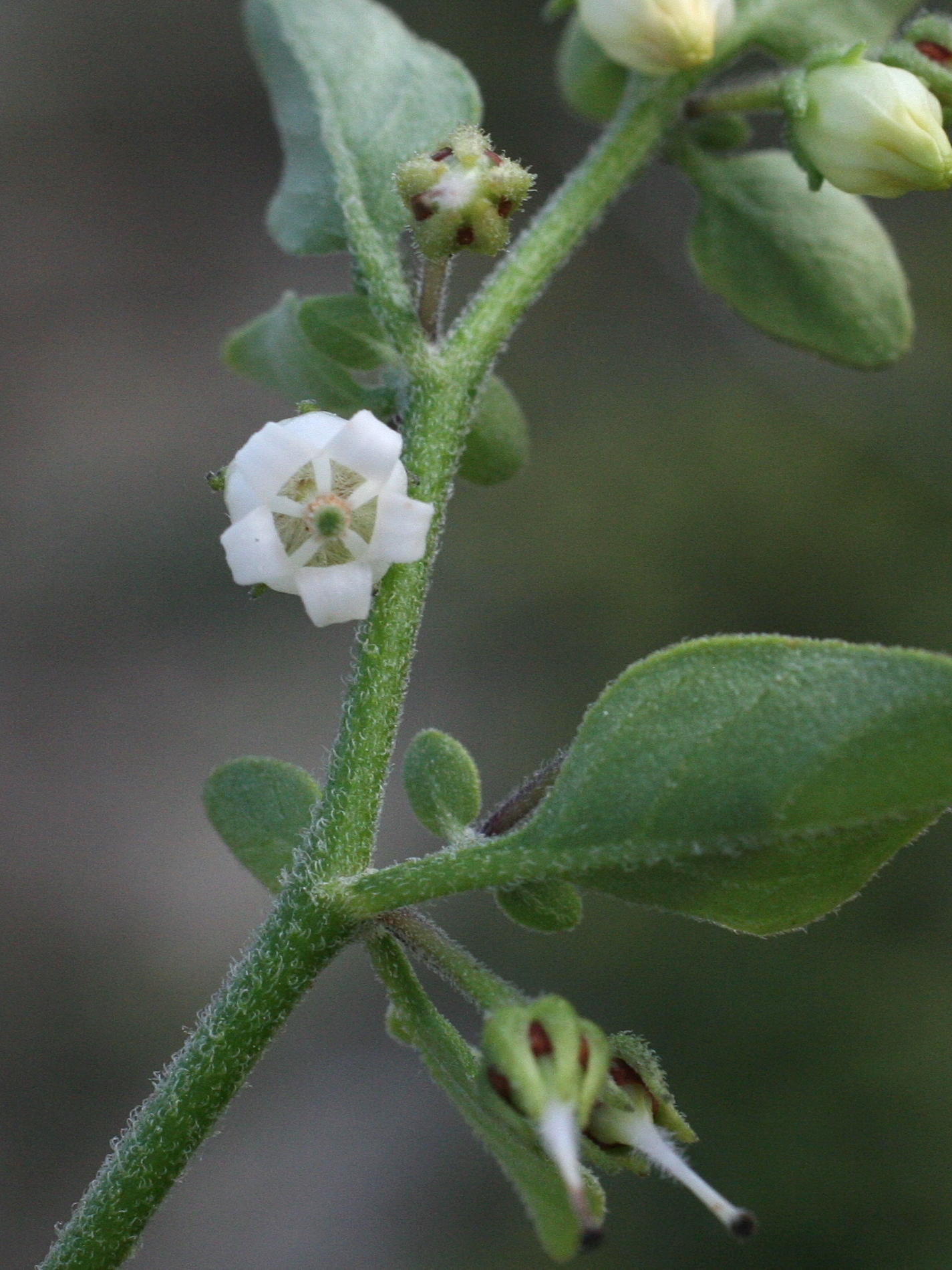 salpichroa_origanifolia3md