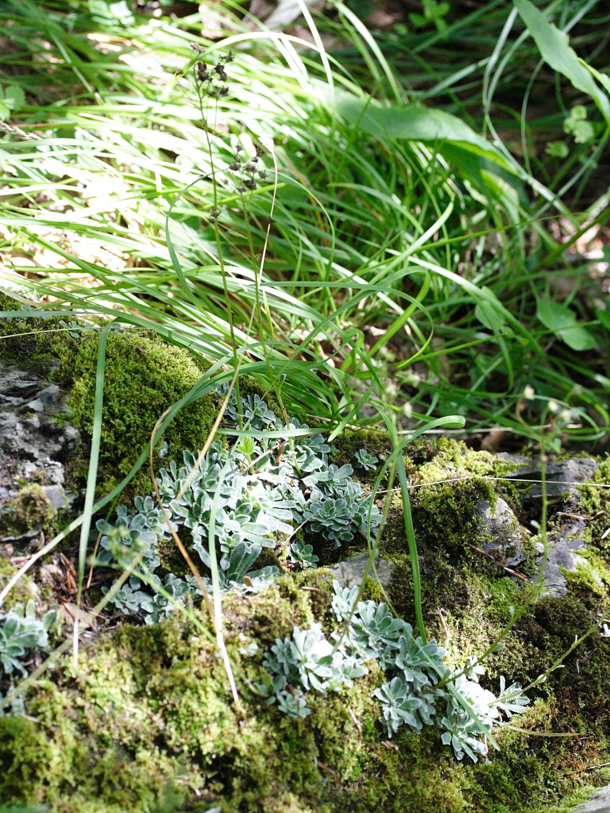 Afficher le média saxifraga_paniculata3md saxifraga_paniculata3md