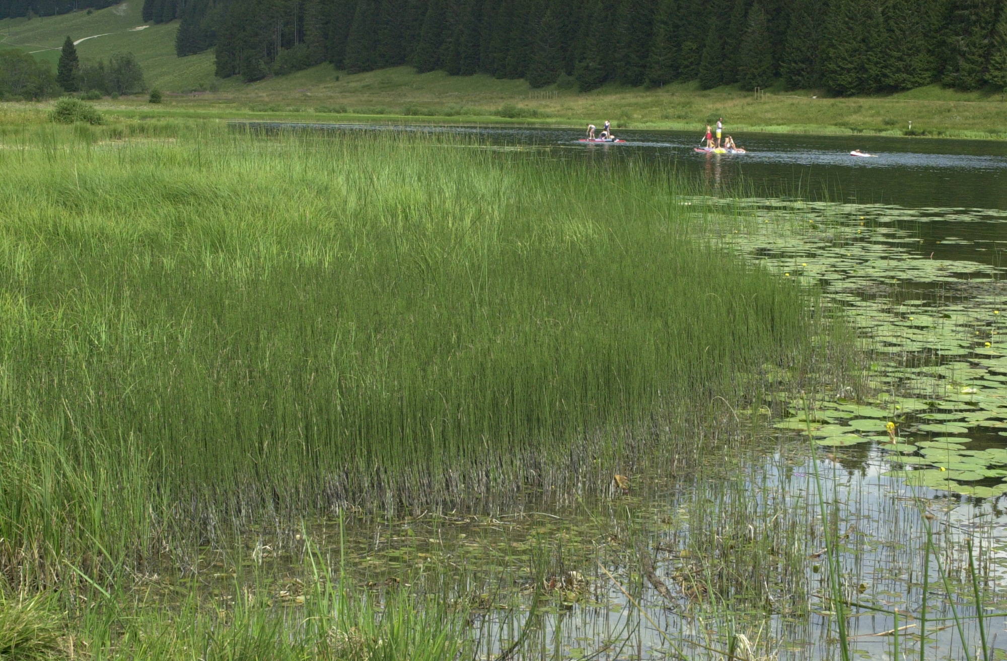 scirpus_lacustris1md