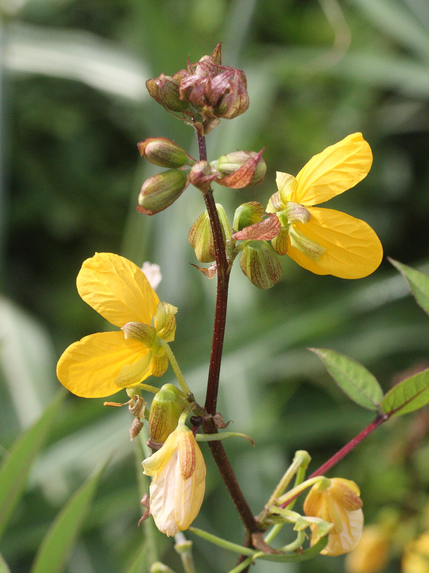 senna_occidentalis3md