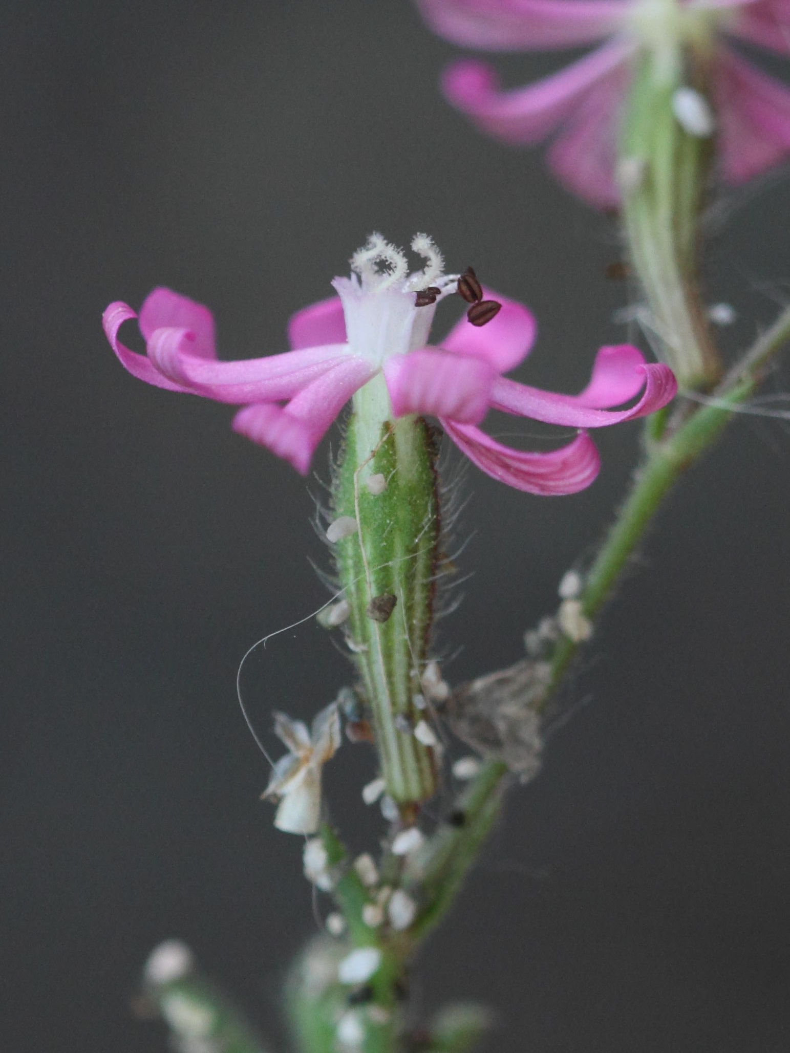 silene_colorata_colorata2bd