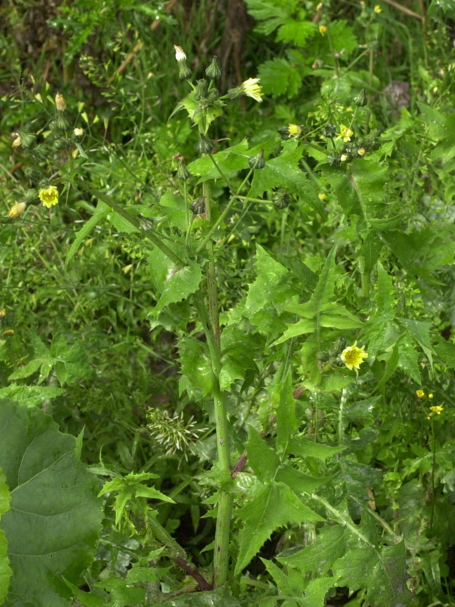 sonchus_oleraceus2md