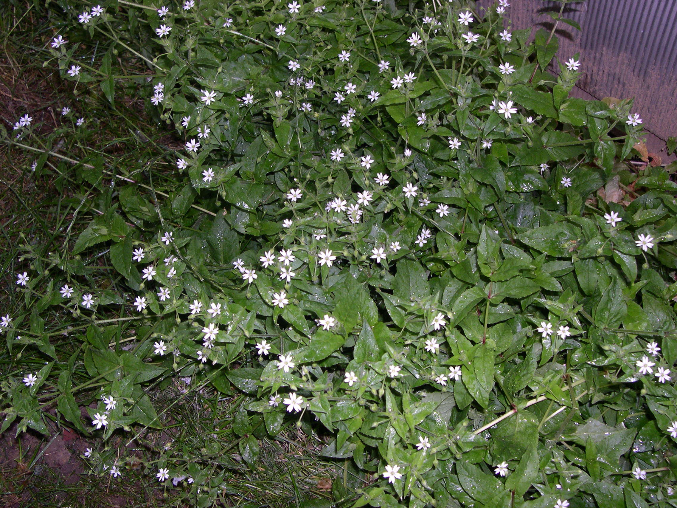 Afficher le média stellaria_palustris1md stellaria_palustris1md