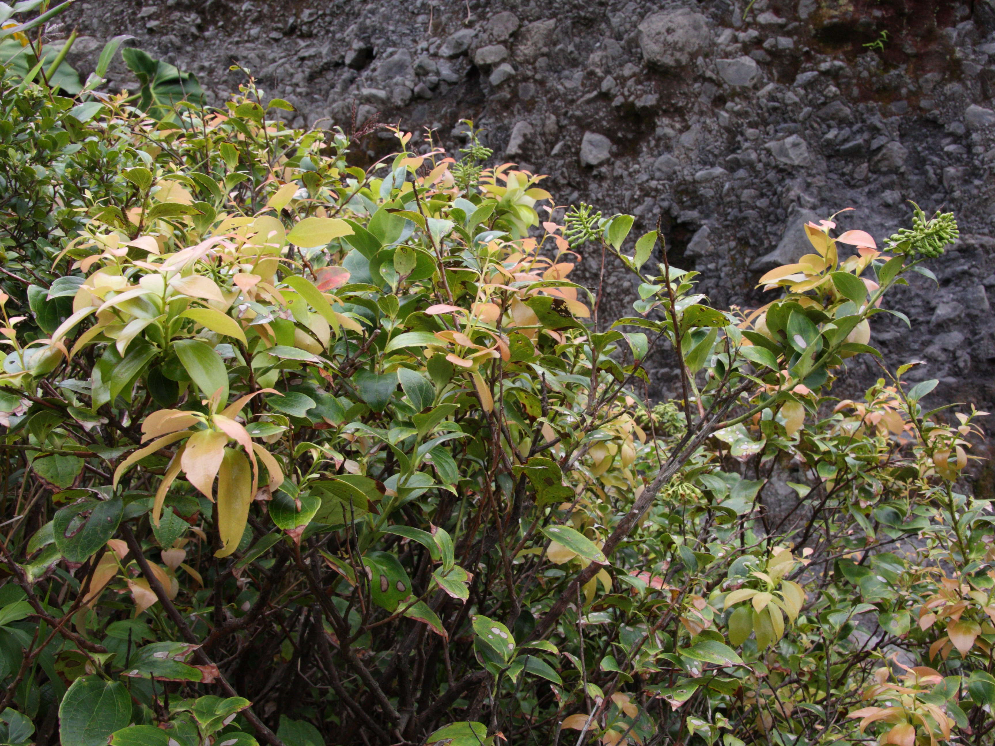 symphysia_racemosa1md