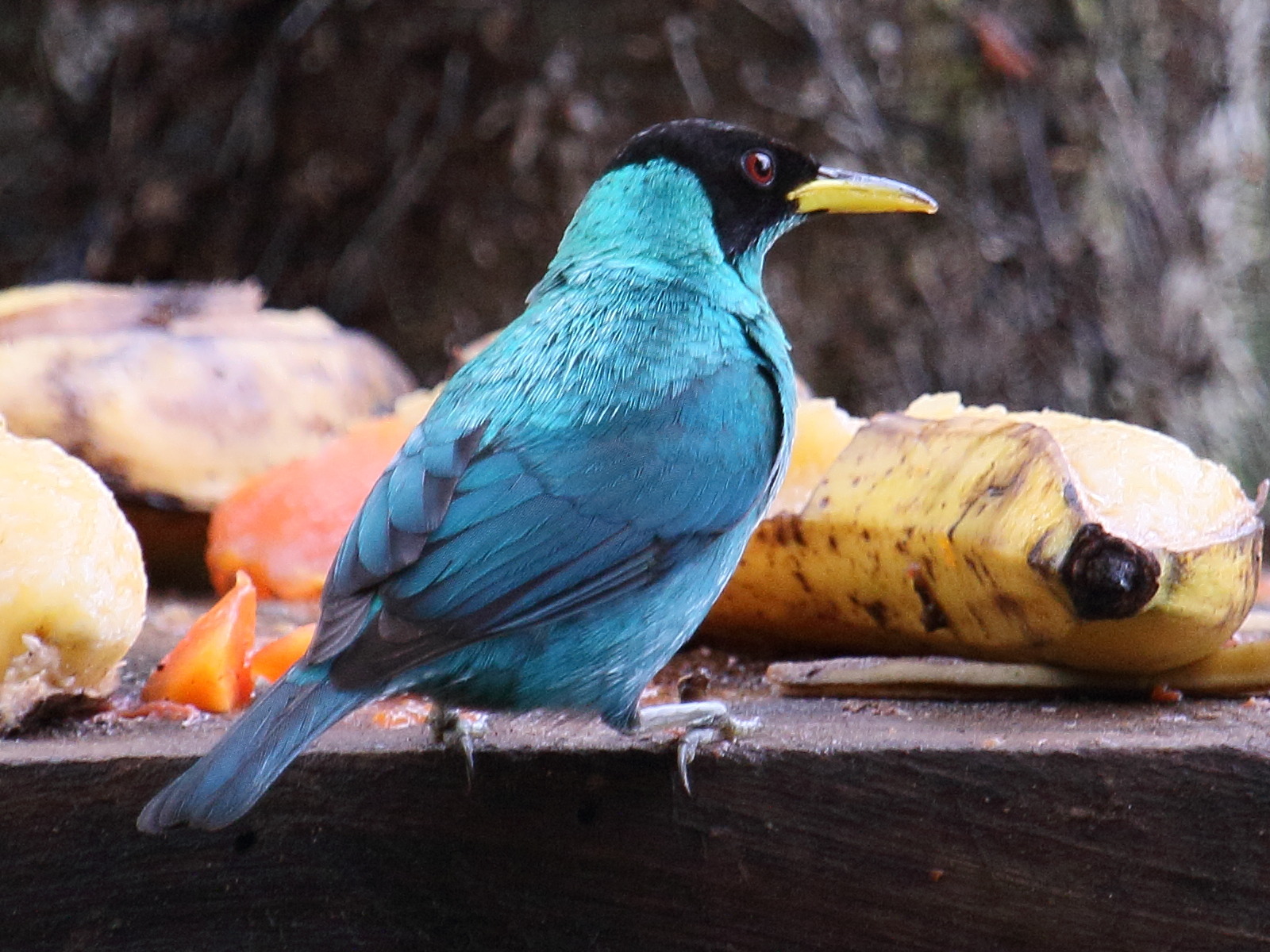 Afficher le média tangara_emeraude_-_chlorophanes_spiza3bd tangara_emeraude_-_chlorophanes_spiza3bd