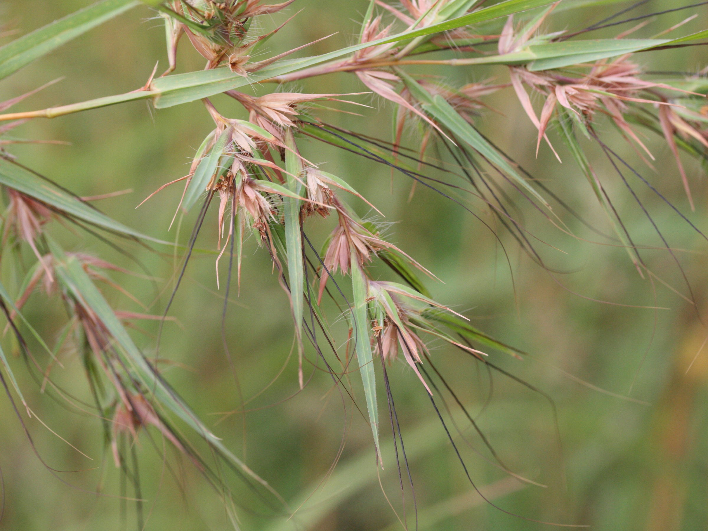themeda_quadrivalvis2md