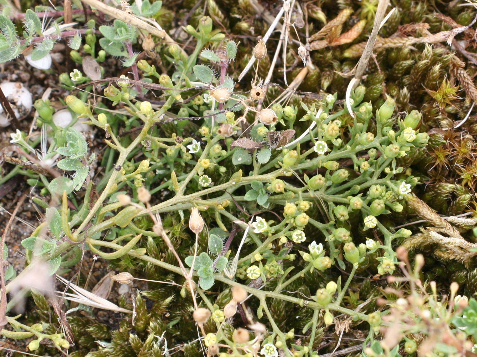 thesium_humifusum4md