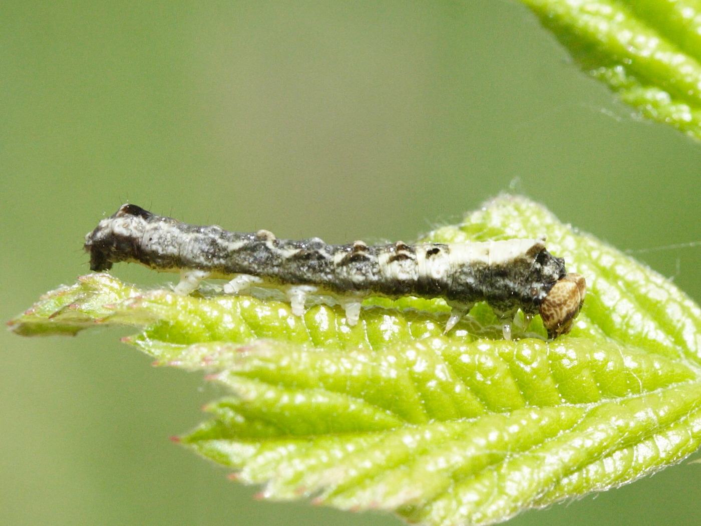 thyatira_batis_ch2md