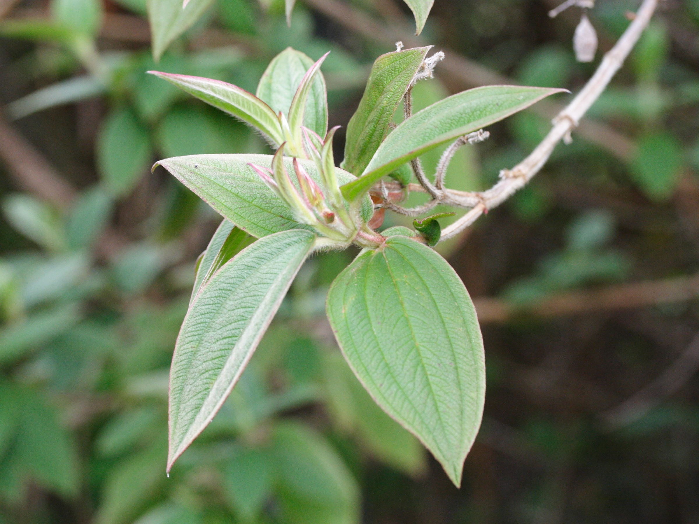 Afficher le média tibouchina_urvilleana5md tibouchina_urvilleana5md