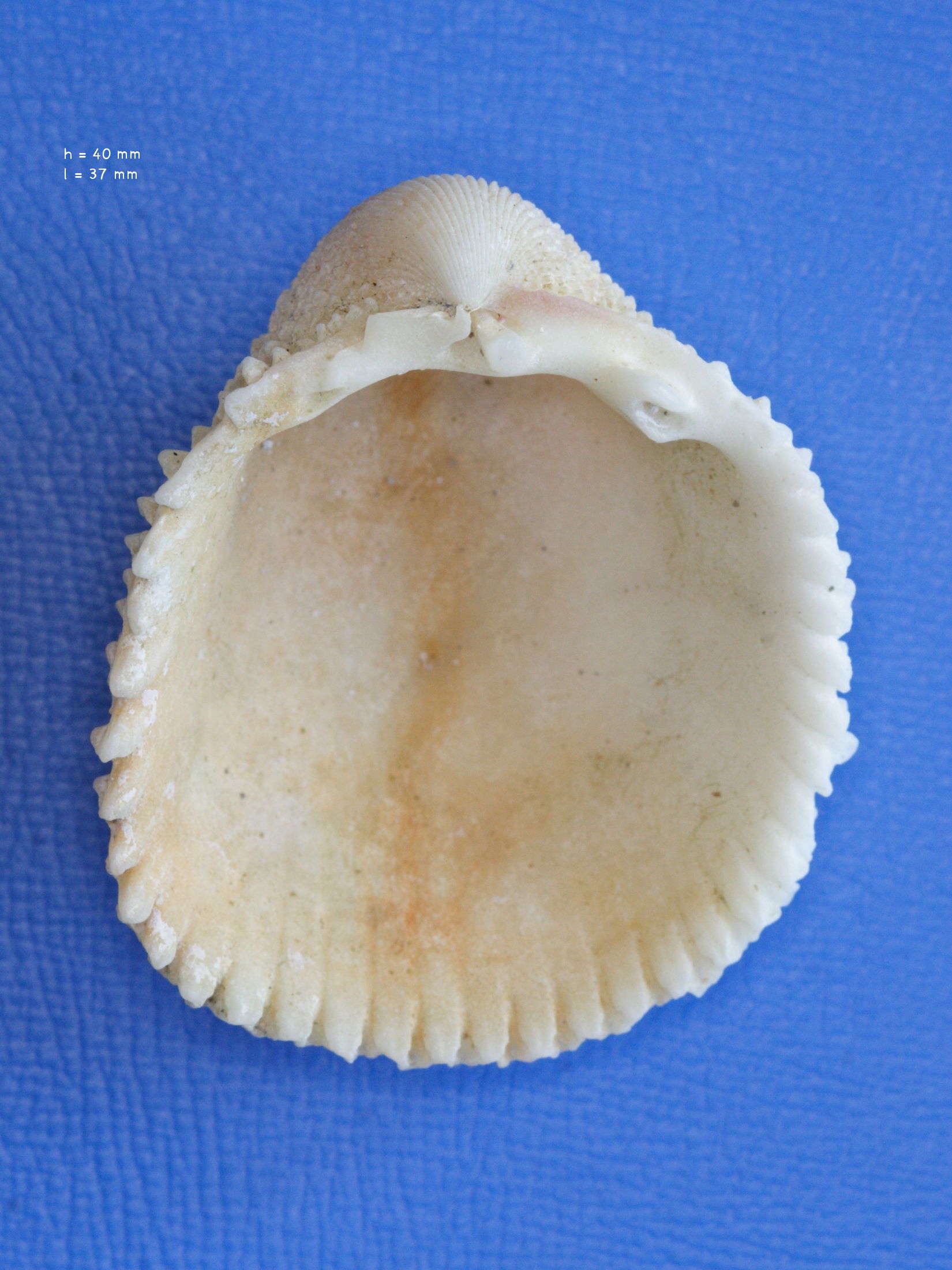 trachycardium_muricatum2md