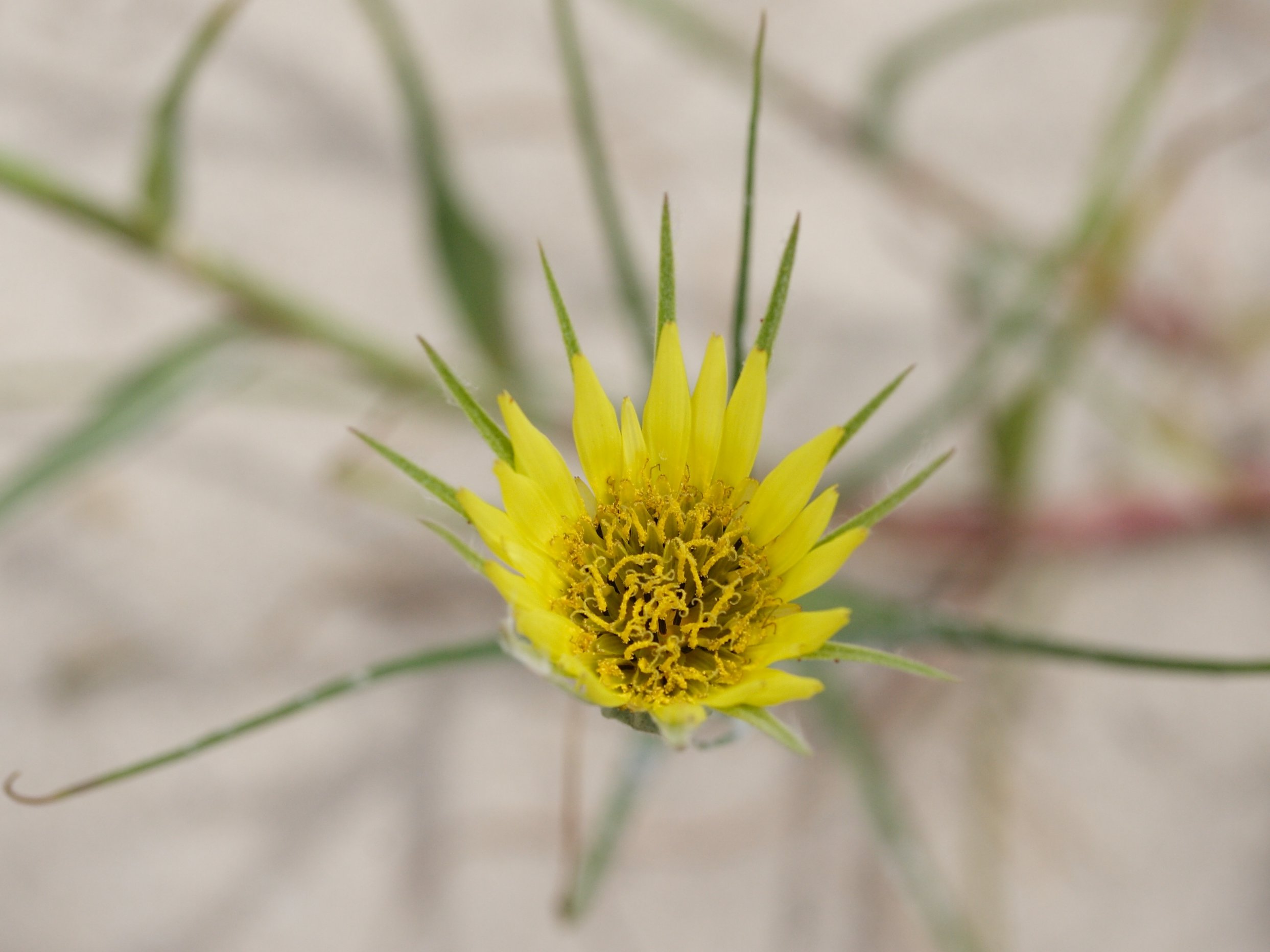 Afficher le média tragopogon_dubius3md tragopogon_dubius3md
