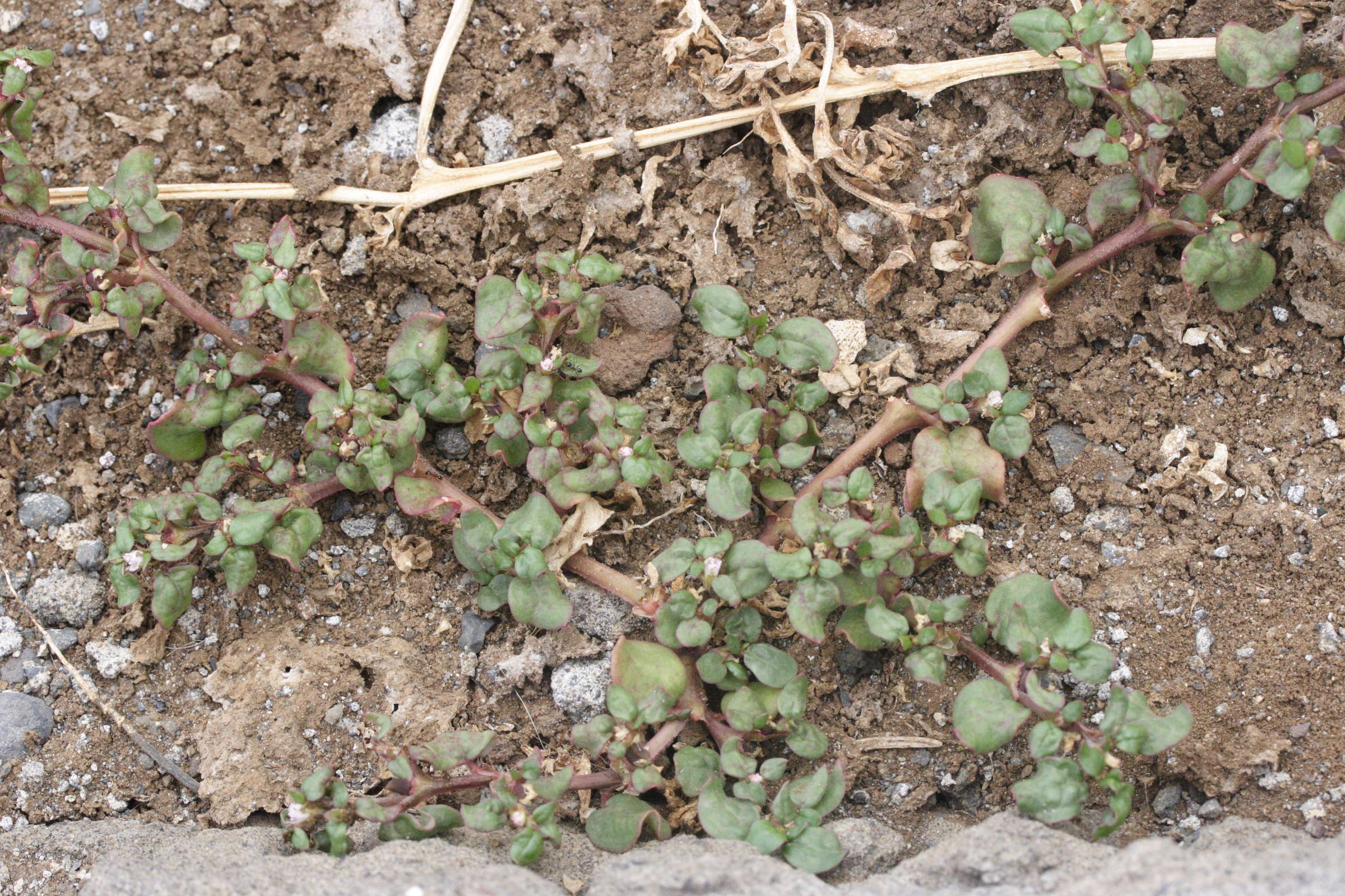trianthema_portulacastrum1md