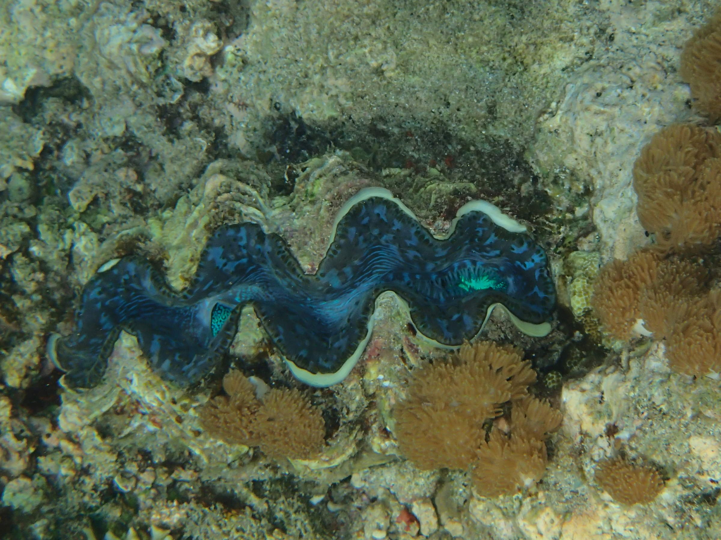 tridacna_squamosa6bd