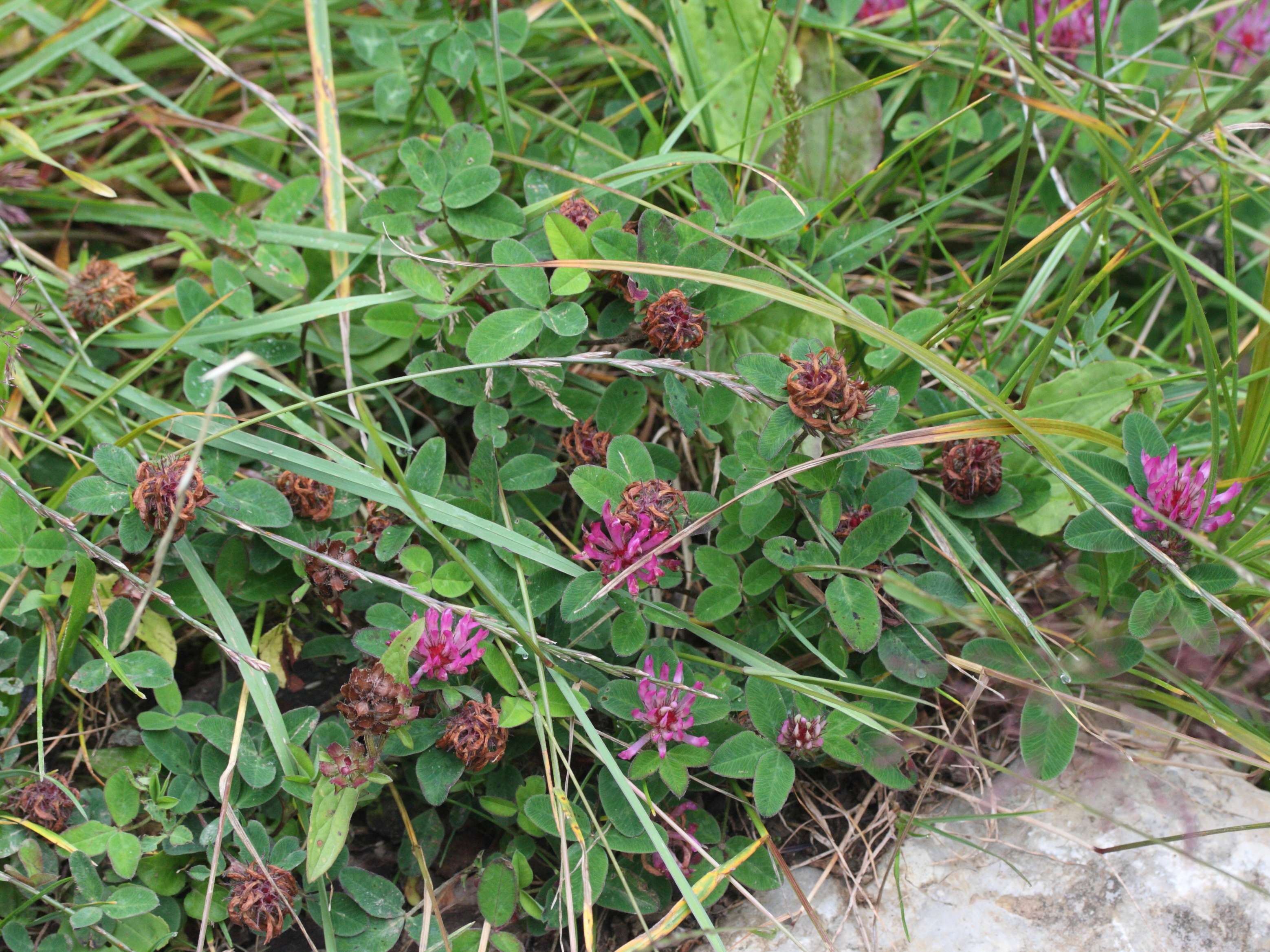 trifolium_alpestre3md