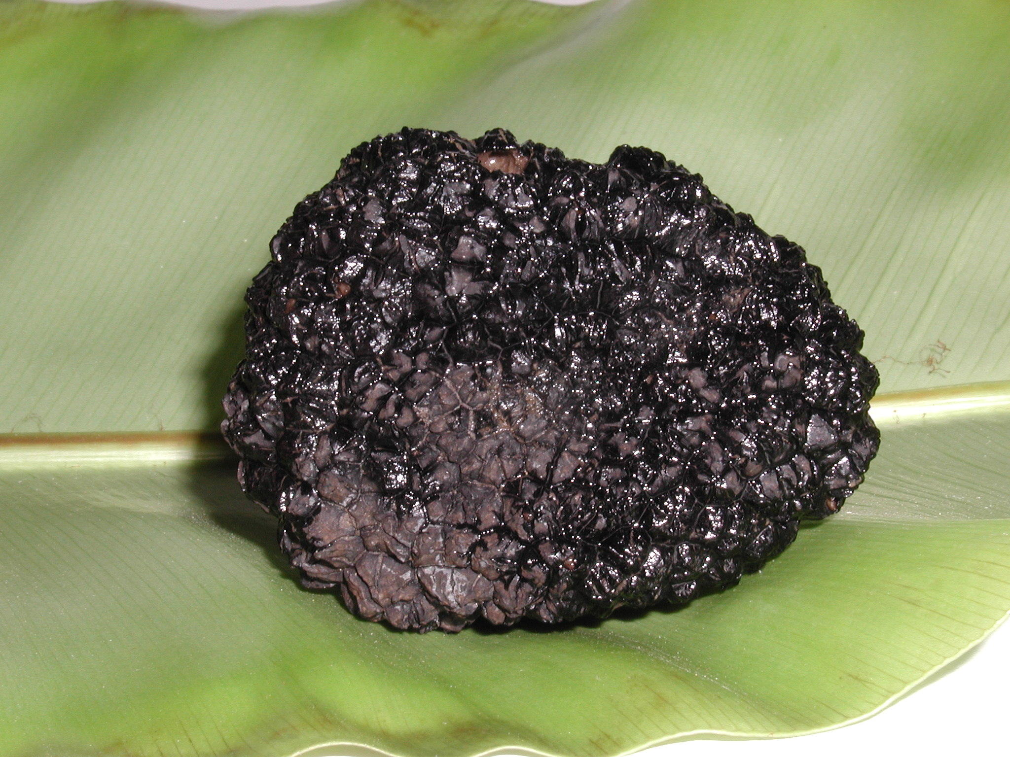 tuber_melanosporum1md