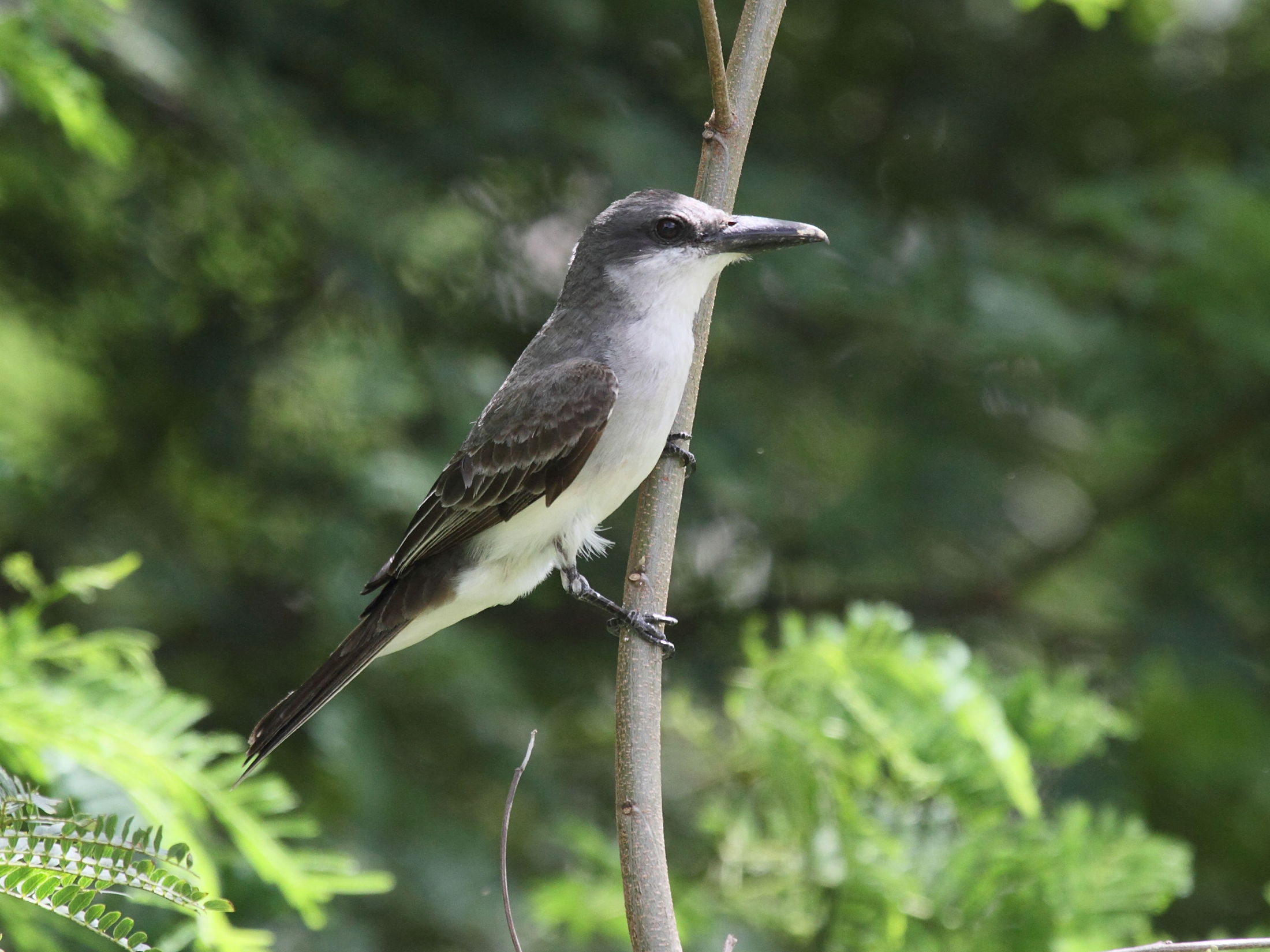 tyran_gris_-_tyrannus_dominicensis4bd