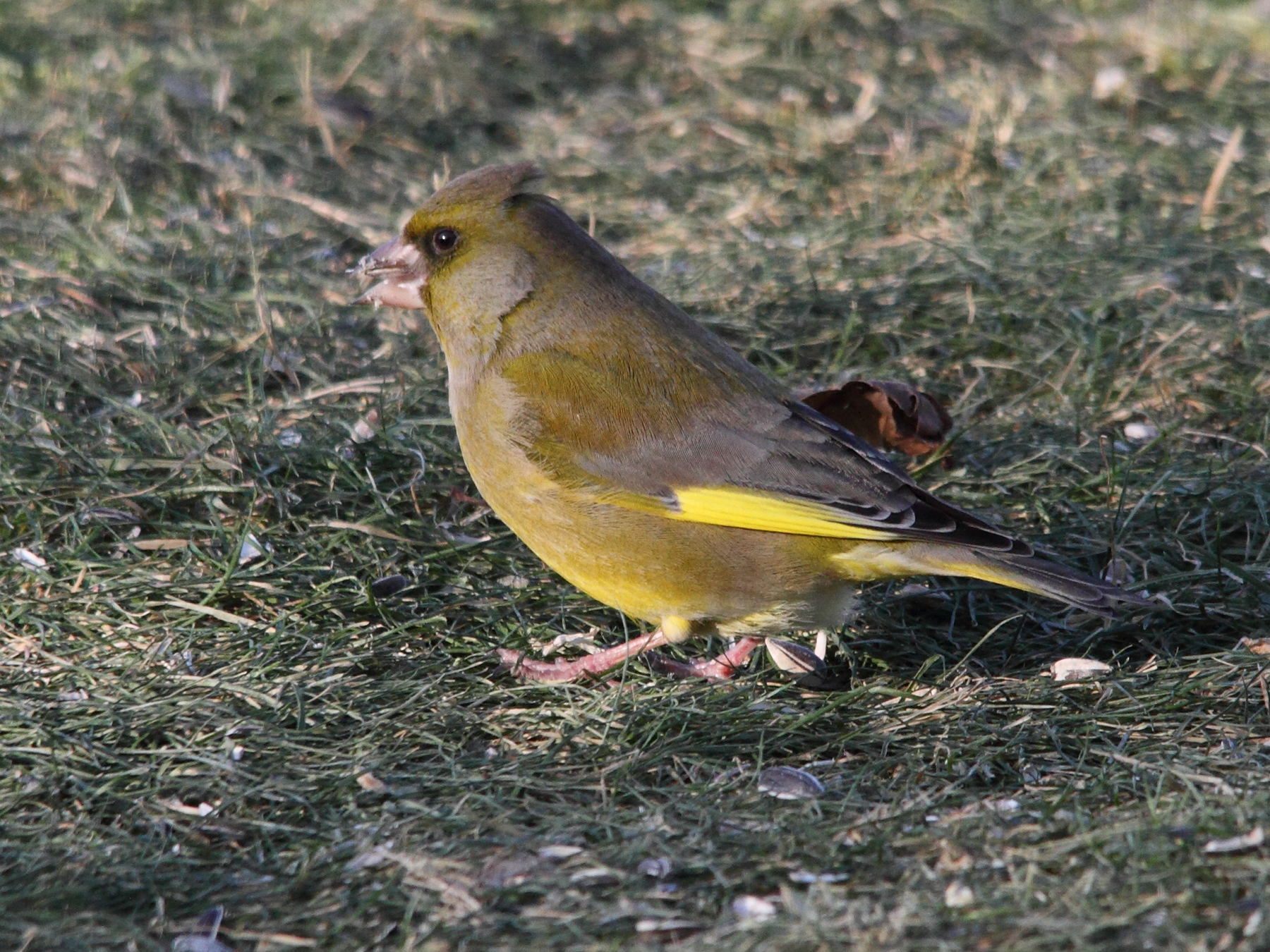 verdier_d-europe_-_carduelis_chloris6bd