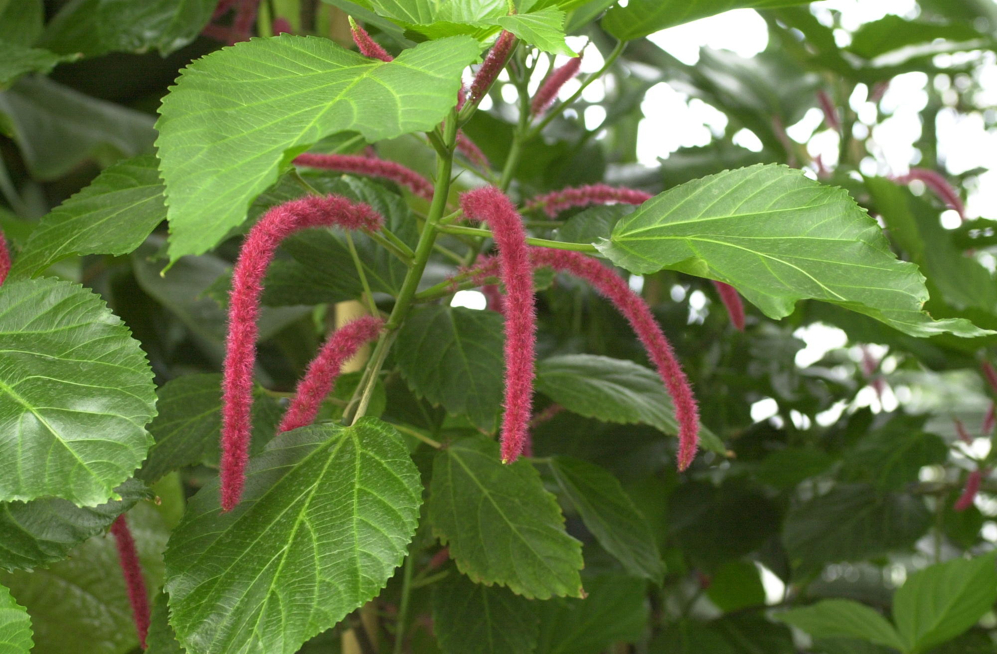 acalypha_hispida2md