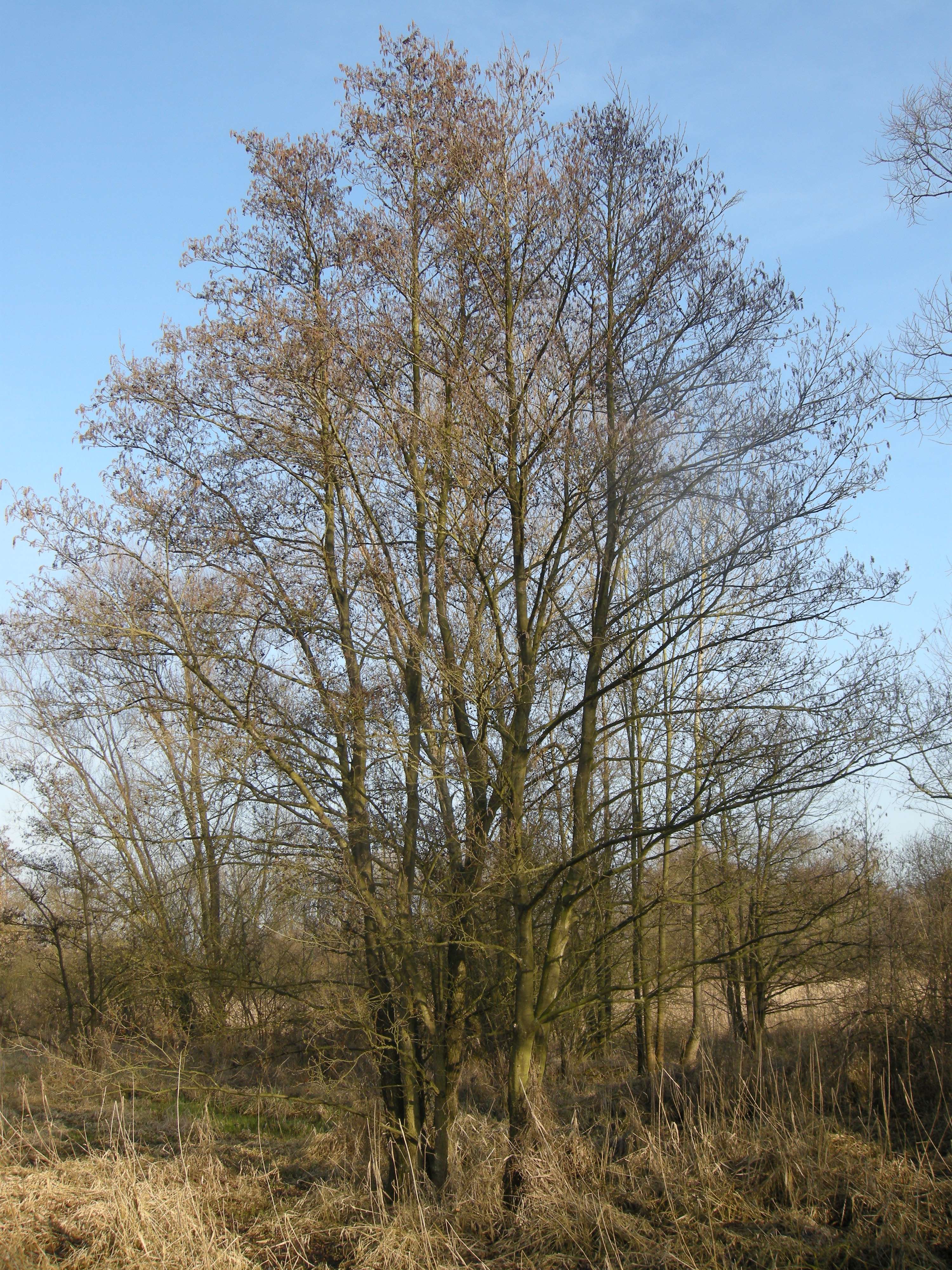 alnus_glutinosa8md