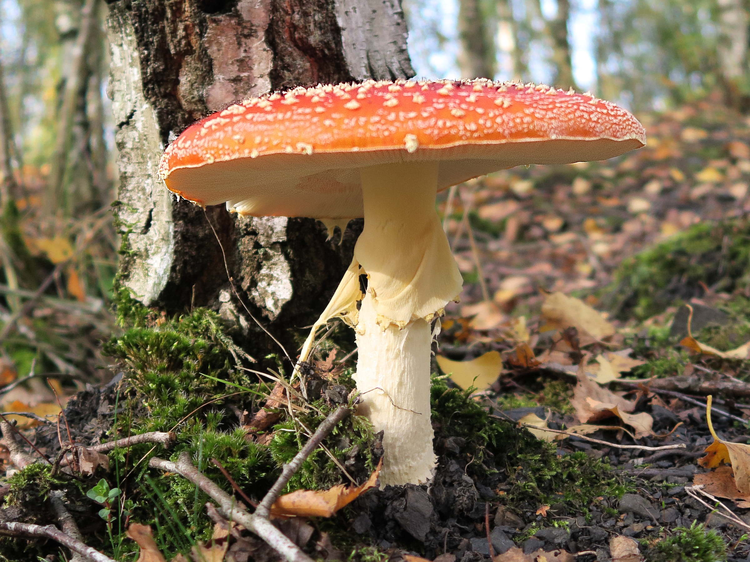 amanita_muscaria8md