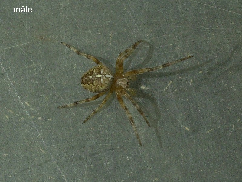 araneus_diadematus3md