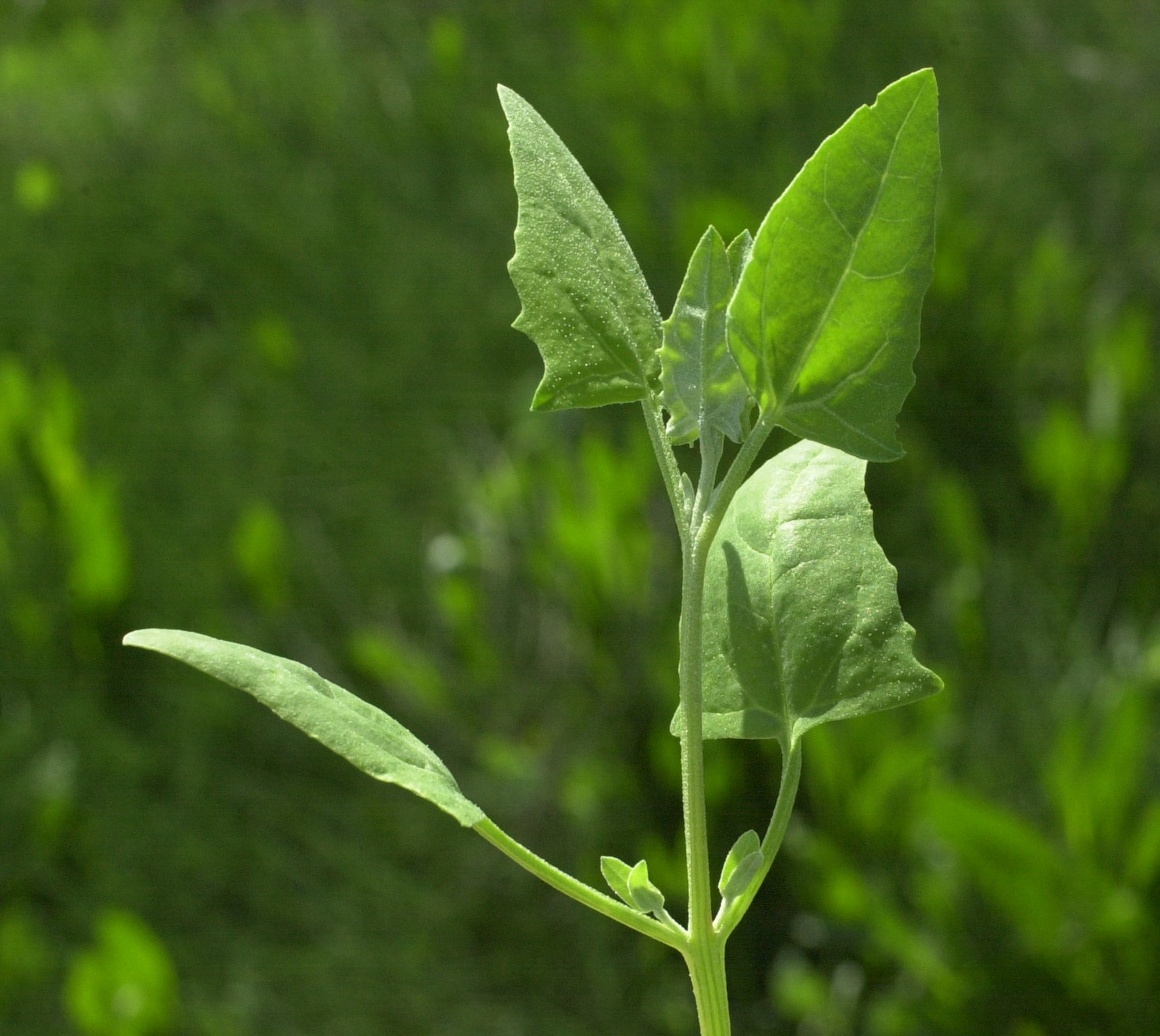 Afficher le média atriplex_prostrata_prostrata2md atriplex_prostrata_prostrata2md