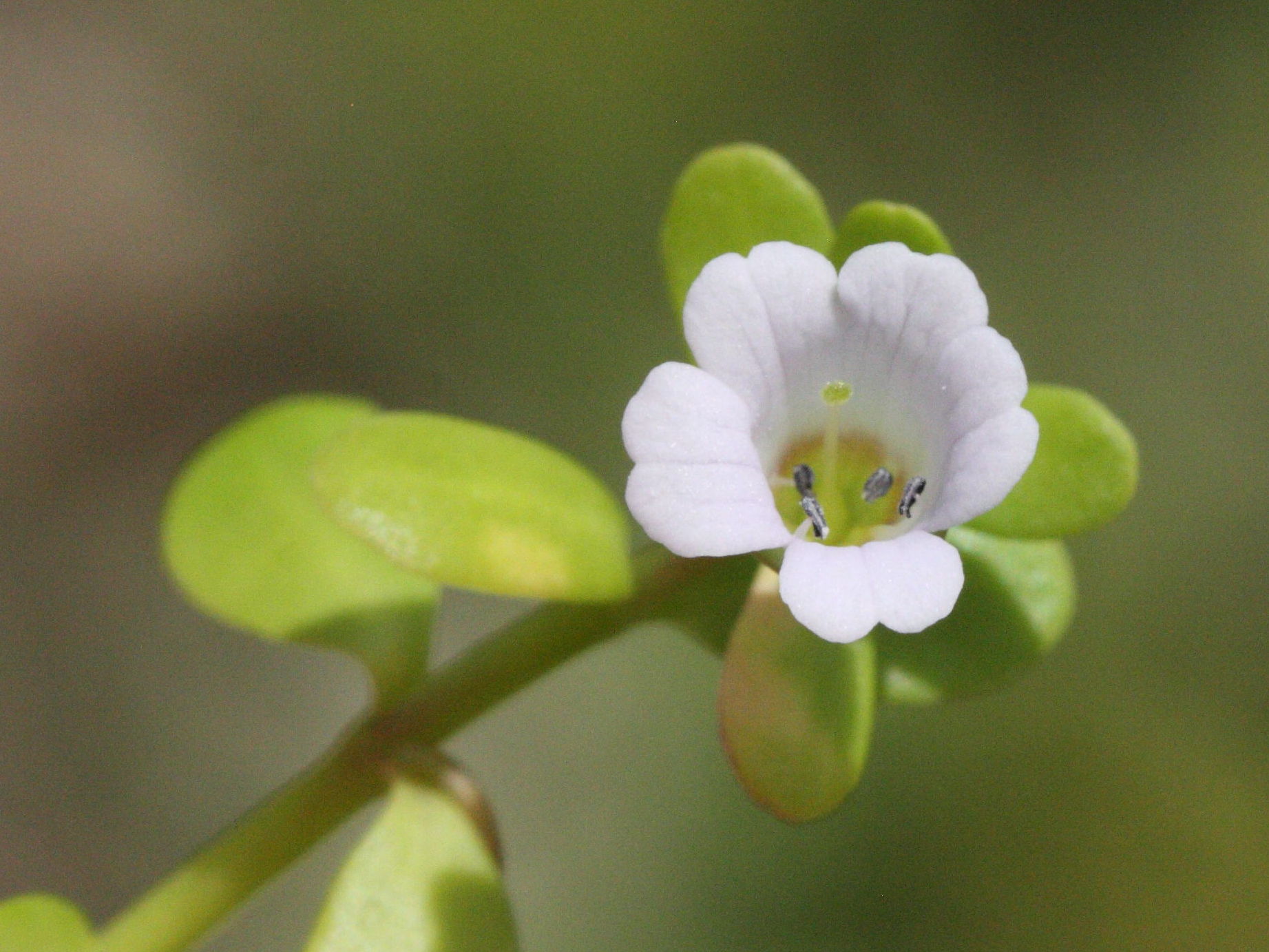 bacopa_monnieri3md