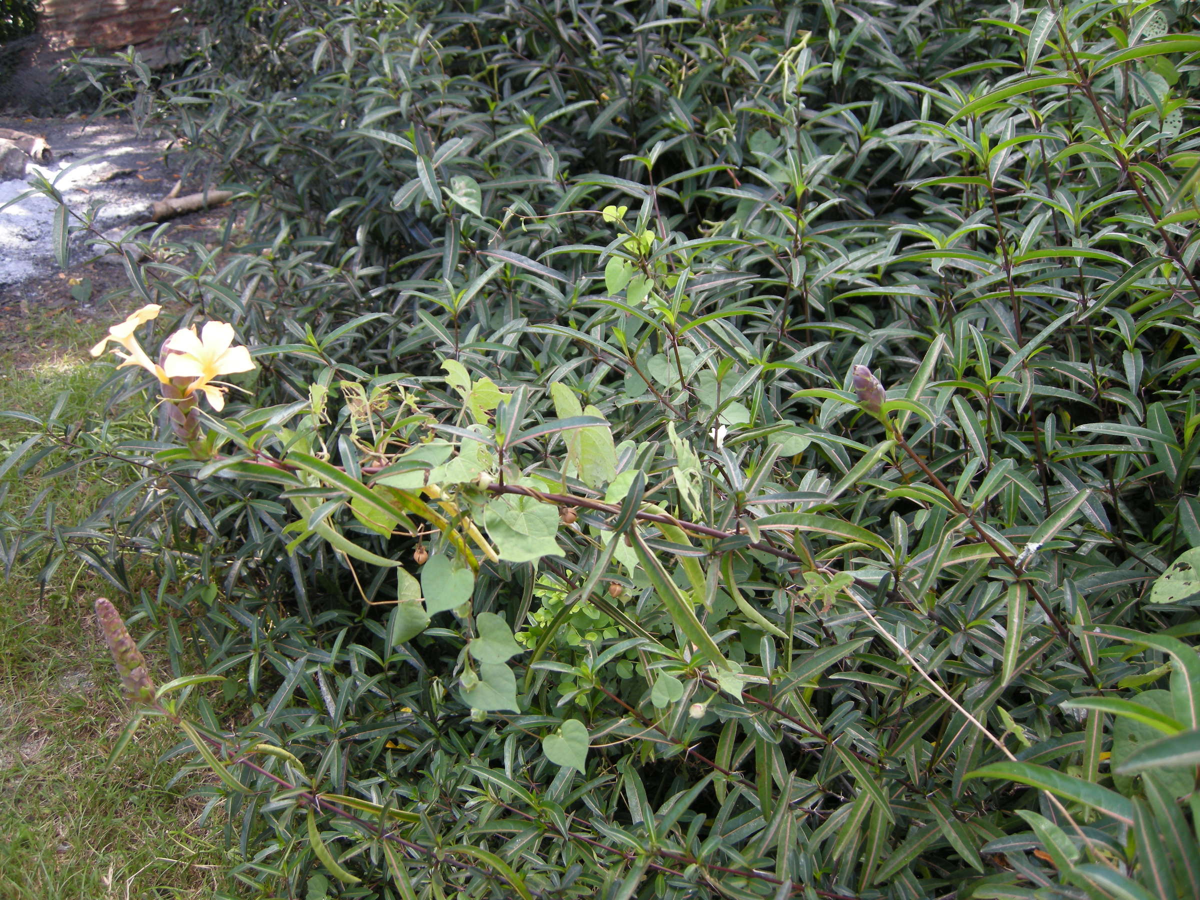 barleria_lupulina1md