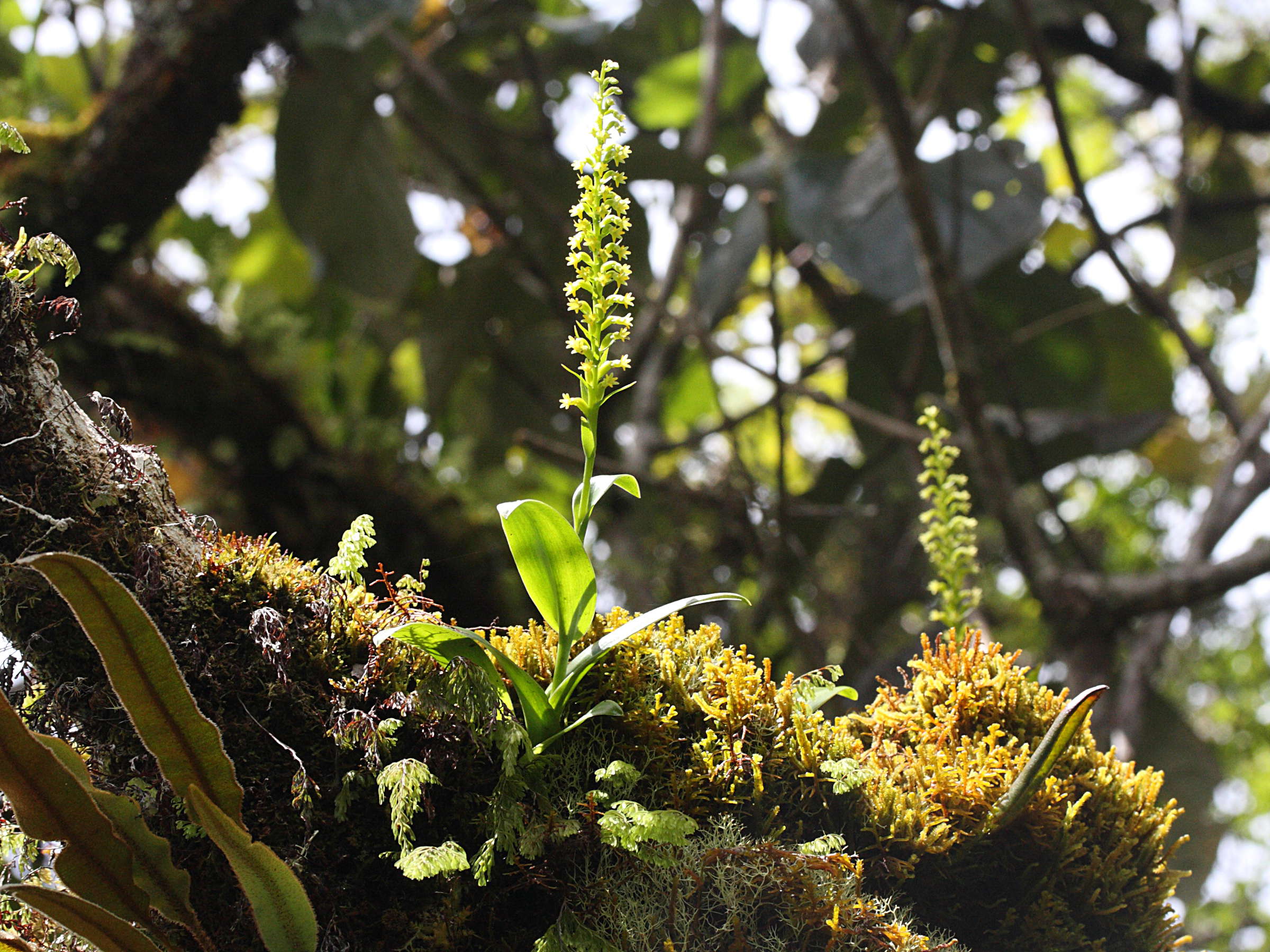 benthamia_nigrescens2md