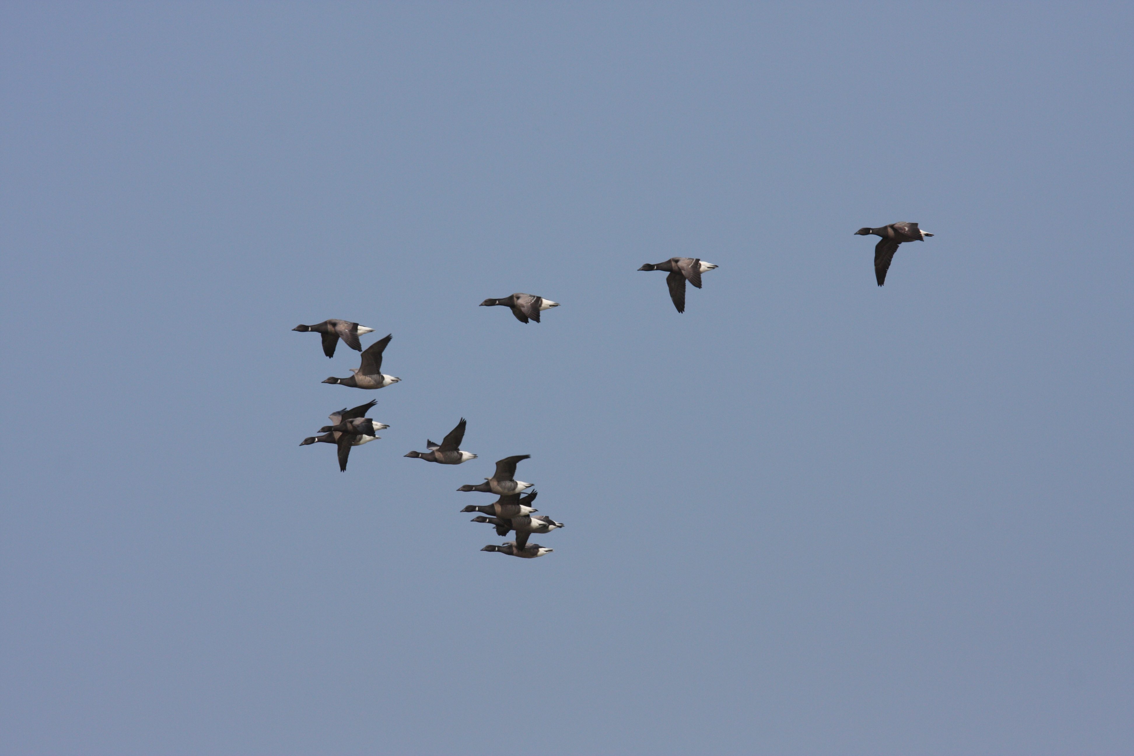 bernache_cravant_-_branta_bernicla4sd