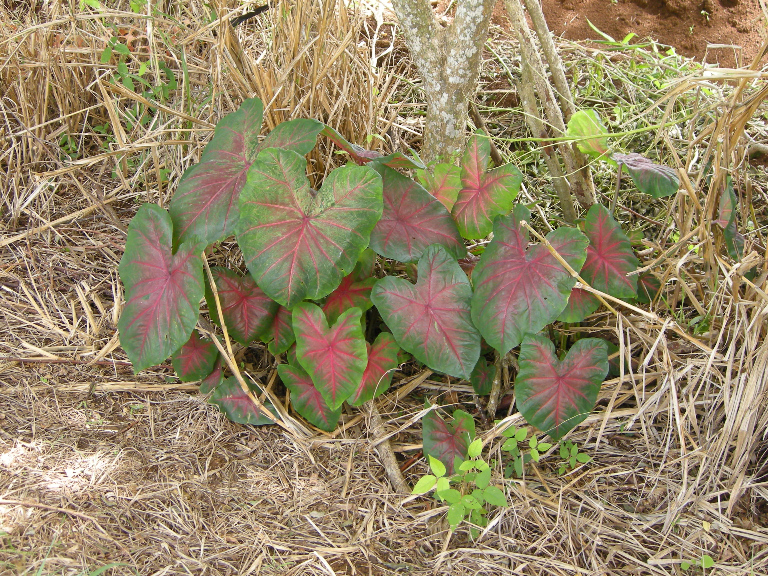 caladium_bicolor1md