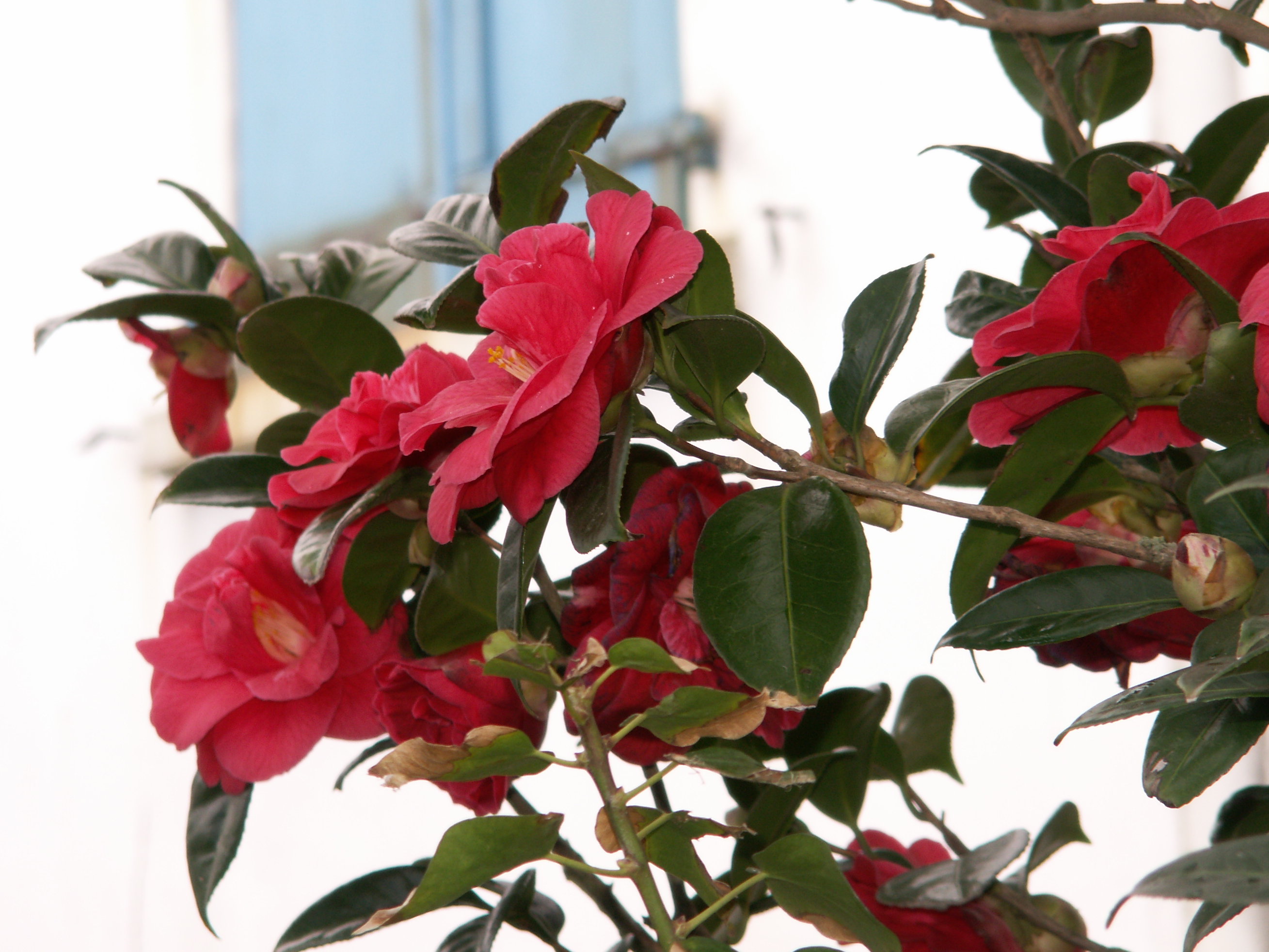 camellia_japonica3md