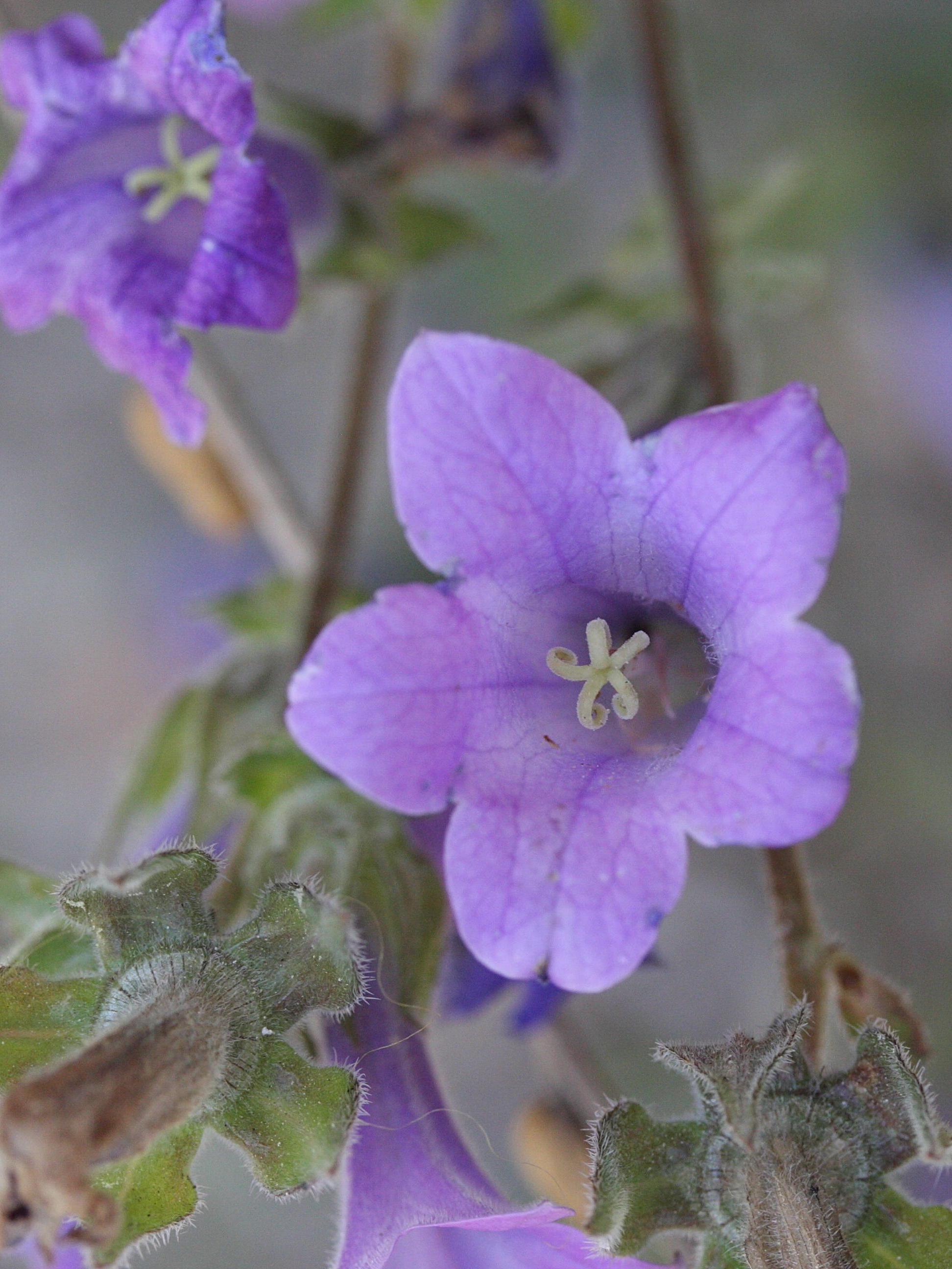 Afficher le média campanula_hagielia4md campanula_hagielia4md