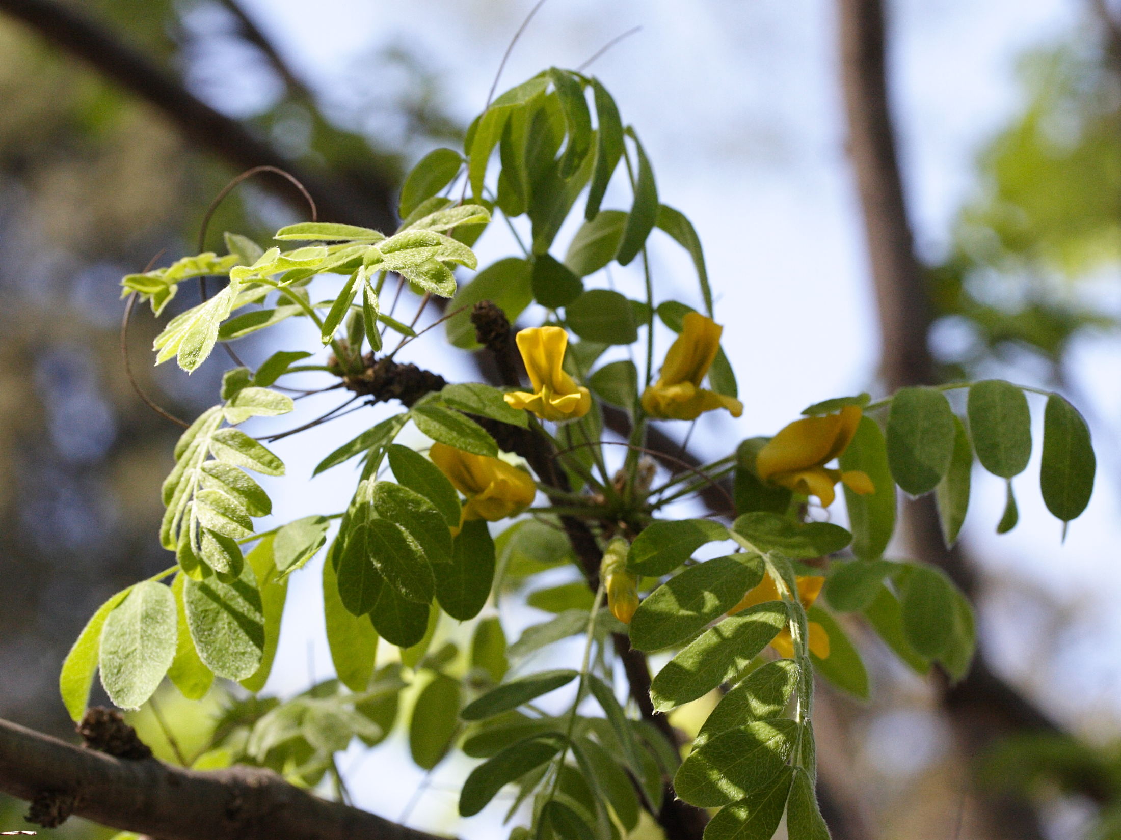 Afficher le média caragana_arborescens2md caragana_arborescens2md
