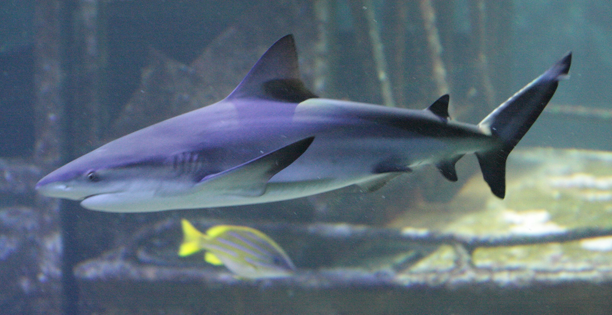 Afficher le média carcharhinus_leucas2bd carcharhinus_leucas2bd