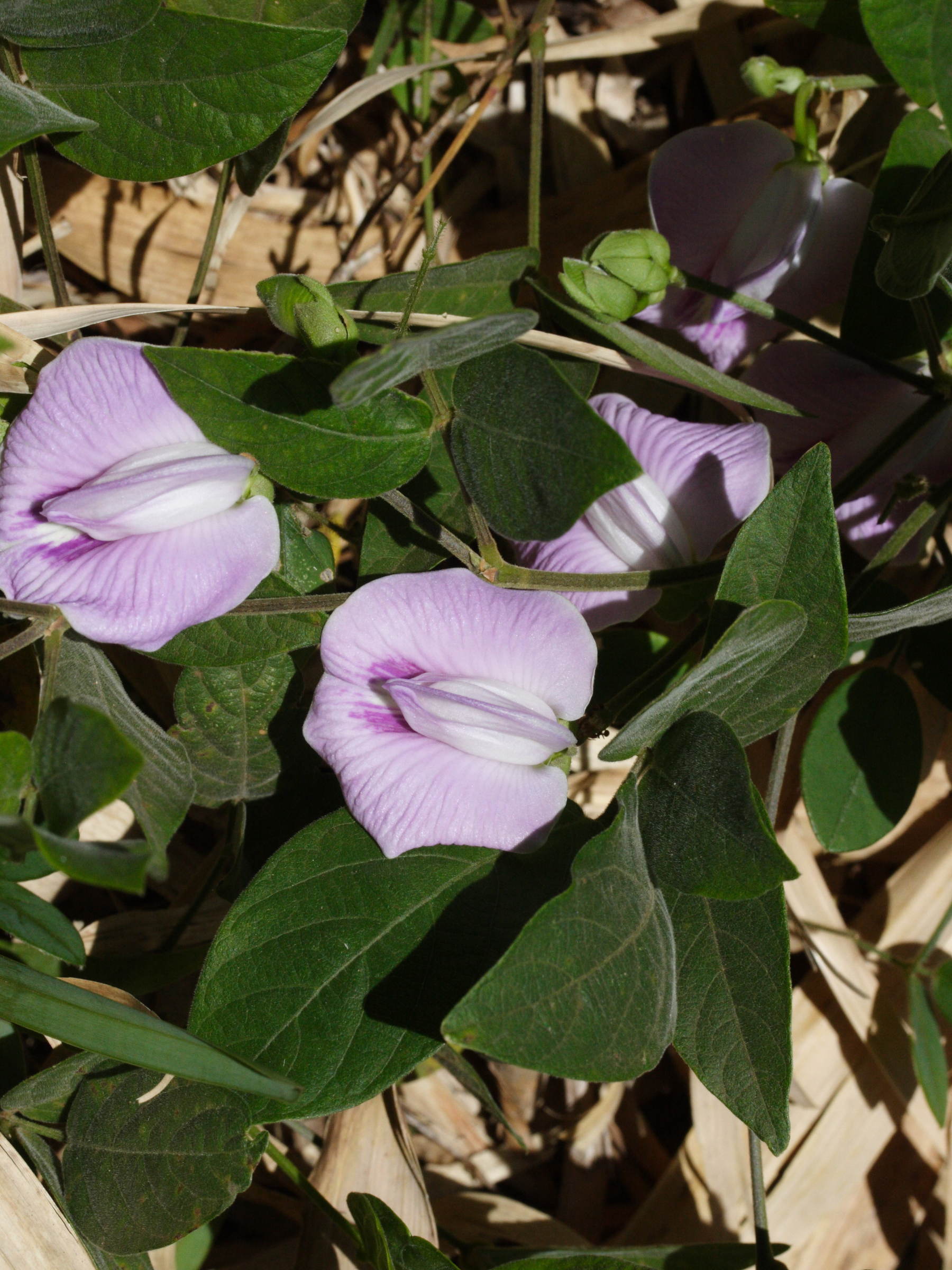 centrosema_virginianum1md