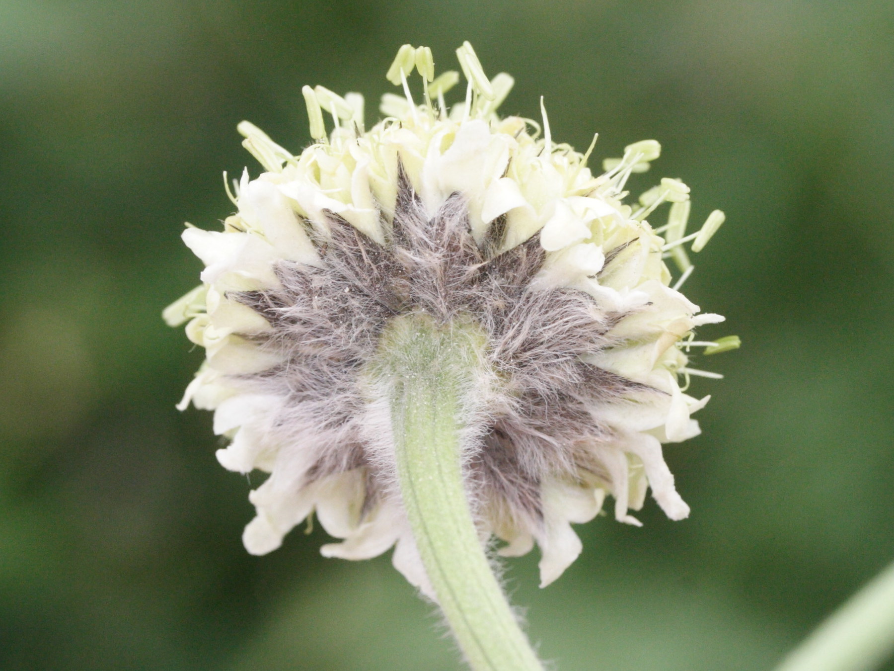 cephalaria_alpina5md